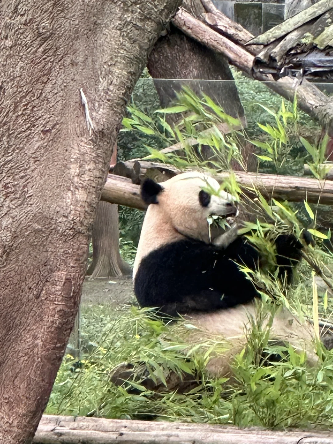 03女大📍重庆/三天二夜精华版旅游攻略❗️