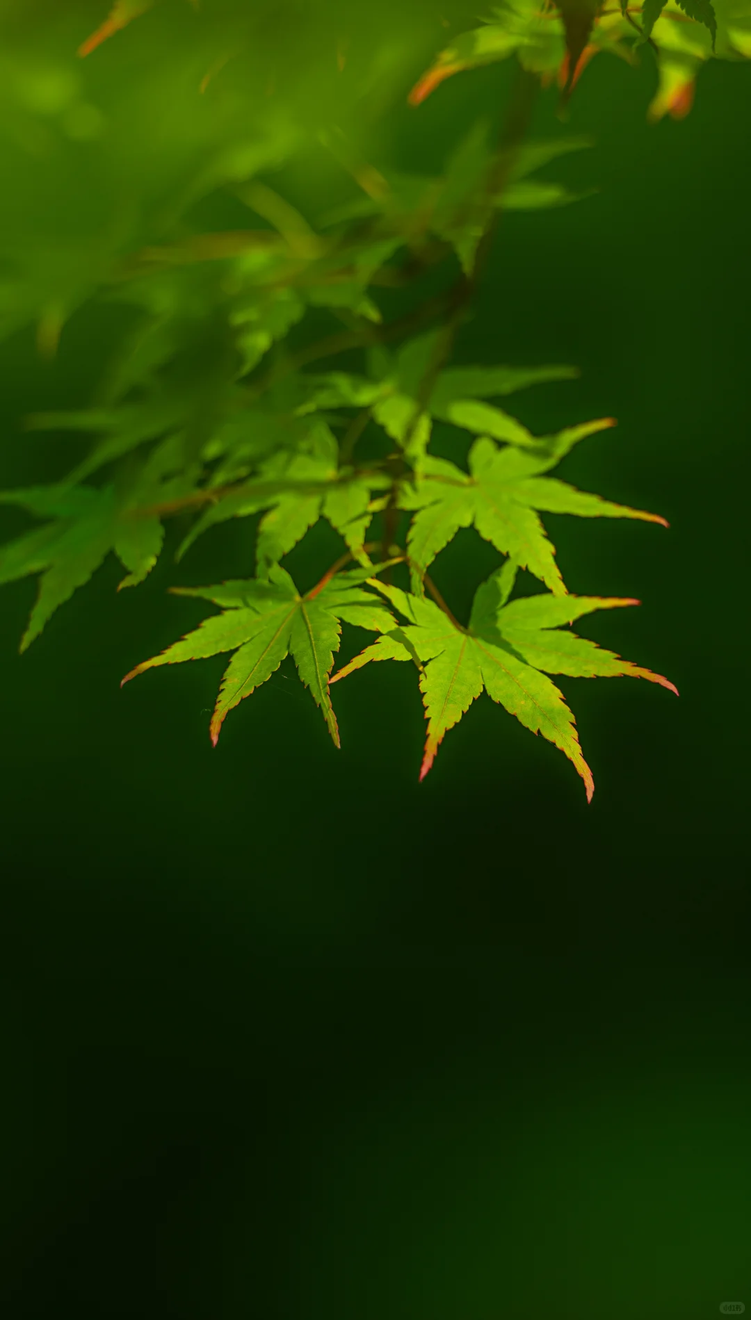 学学老法师拍荷花