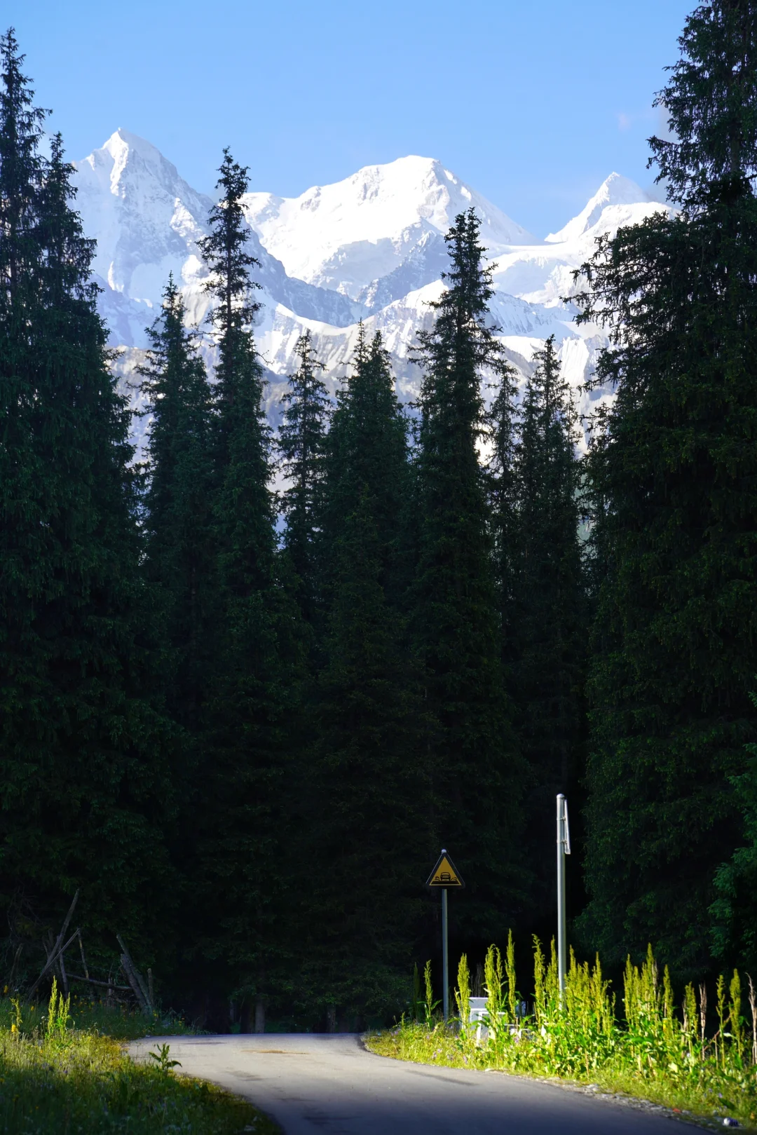 6月的夏塔是拍人生照片的最佳季节