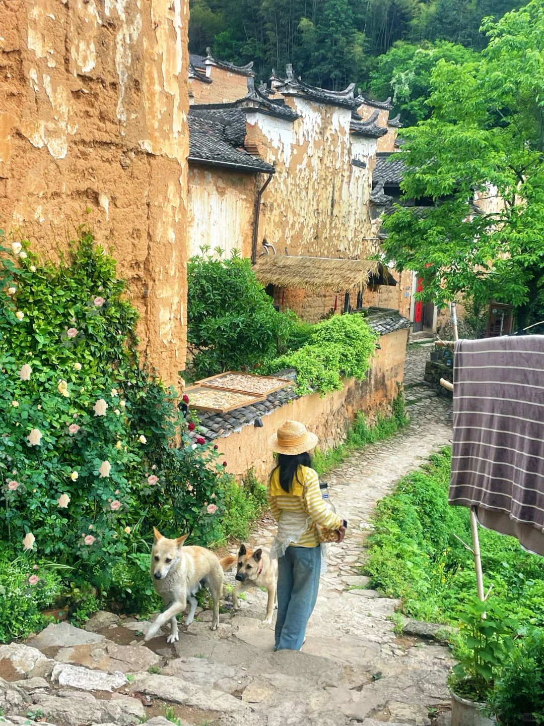 丽水松阳！被严重低估的遛娃宝藏地！后悔才来