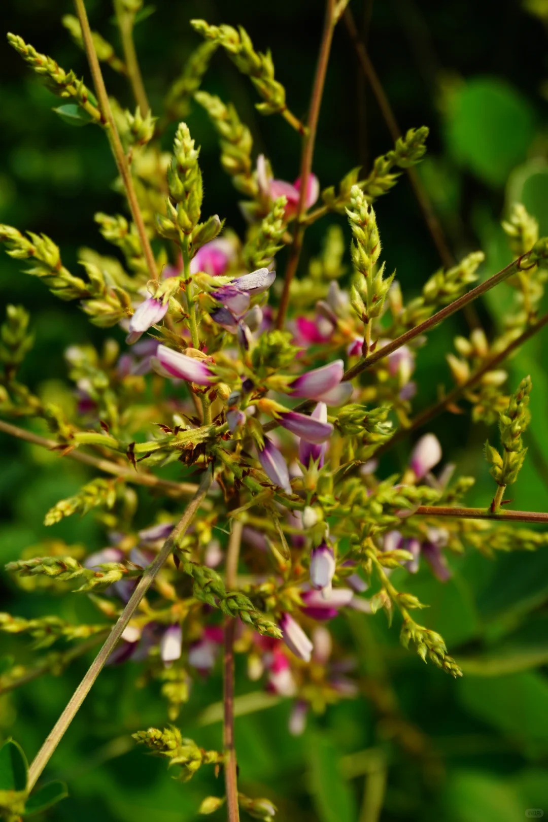抚州也有“户外森林”了