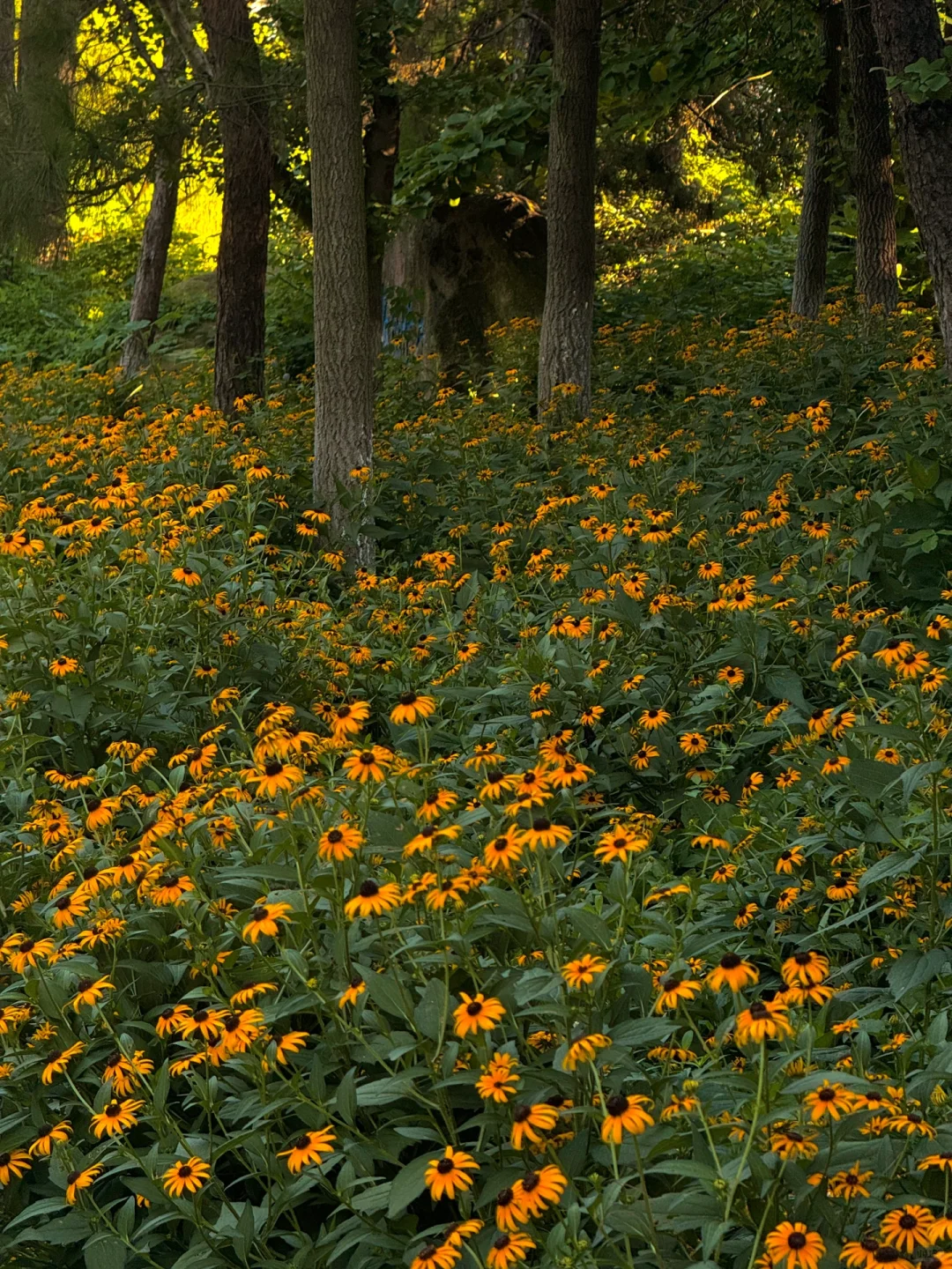 苏州开车2h,来到了魔法世界🦍🐳🦆🦌