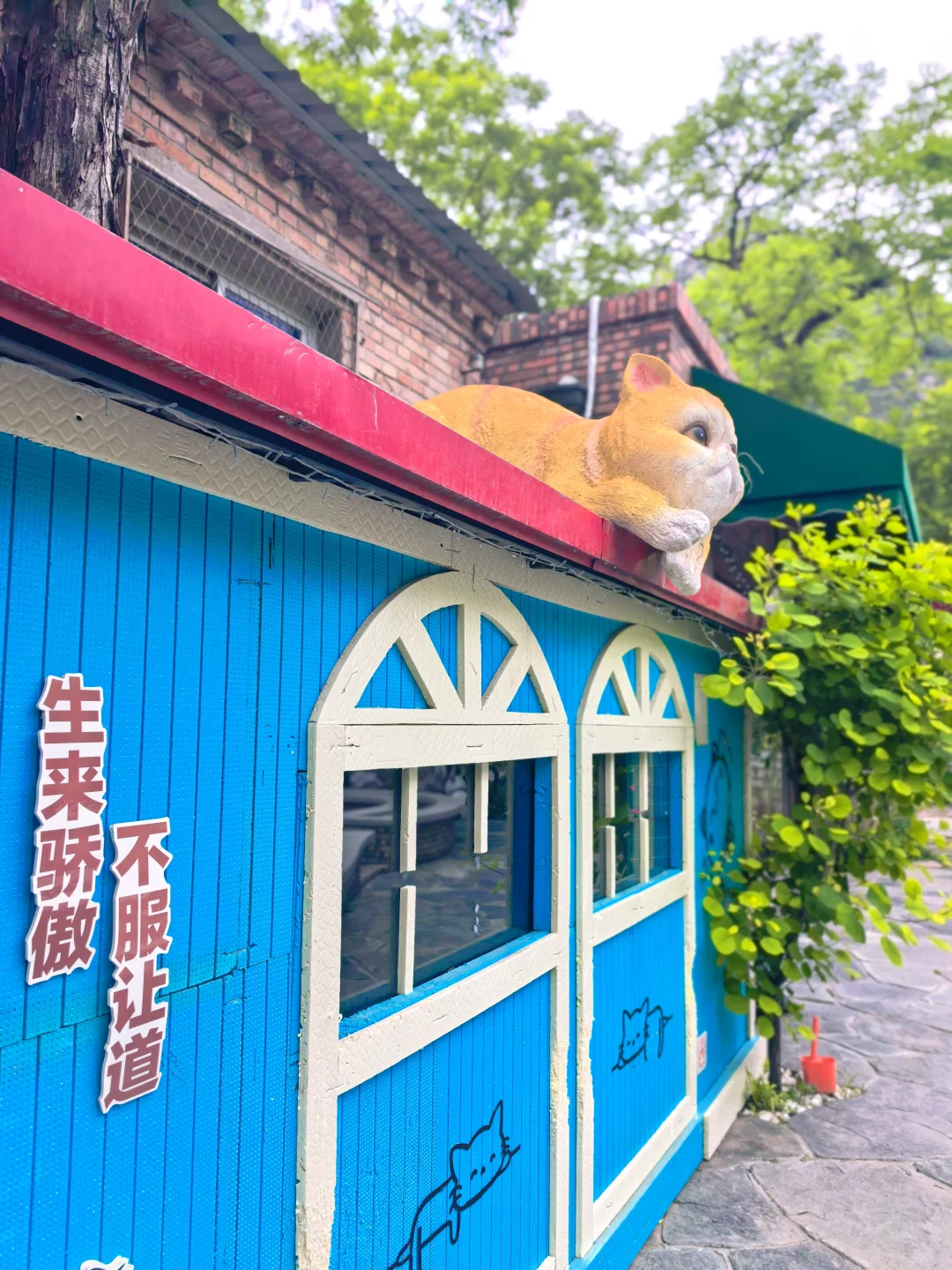 房山惊现猫狗双全的治愈咖啡屋🐈🐩速冲