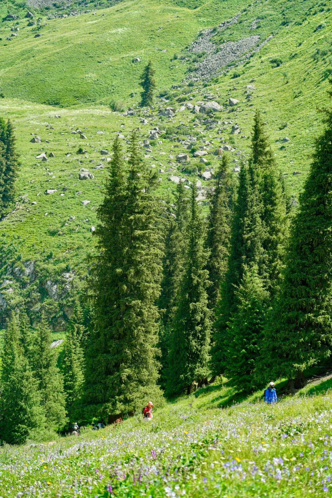 6月的夏塔是拍人生照片的最佳季节