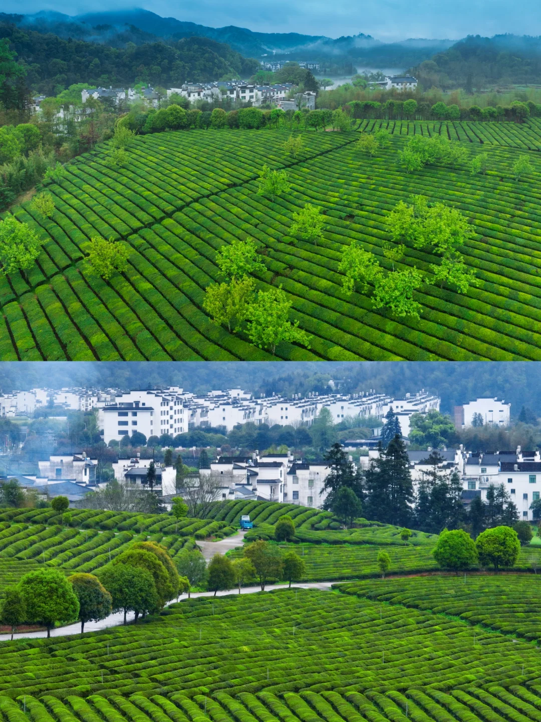 4-5月❗️婺源这些0元小众茶园🍃太出片