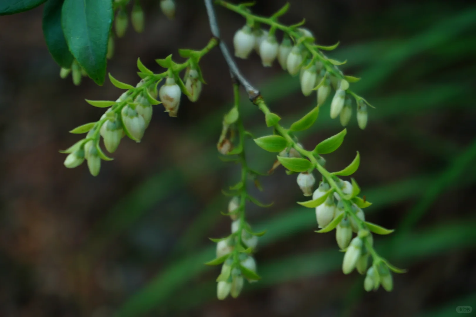 抚州也有“户外森林”了