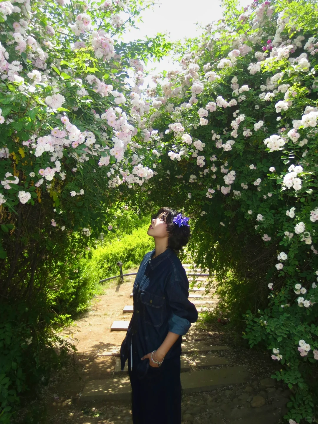 邯郸紫山公园里的蔷薇花墙～（附详细路线）