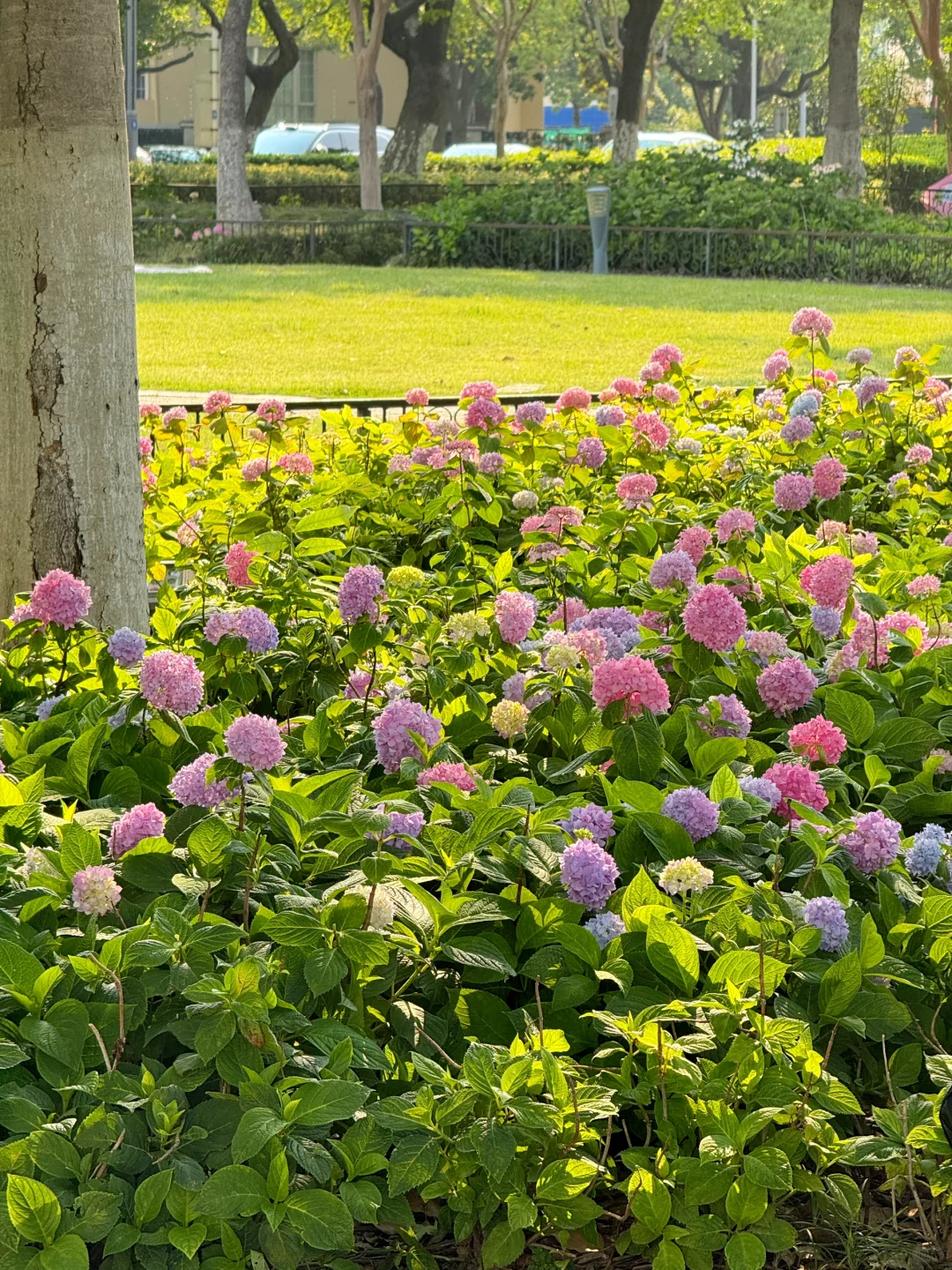 苏州｜金鸡湖绣球，掉进了调色盘般的初夏🌸