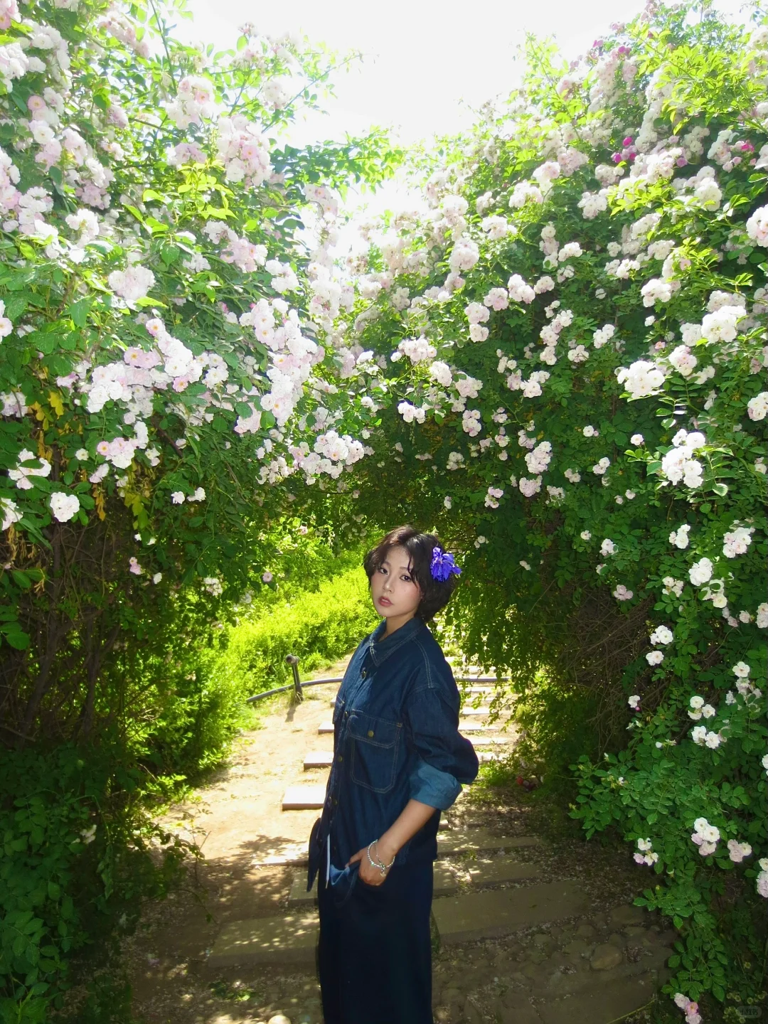 邯郸紫山公园里的蔷薇花墙～（附详细路线）