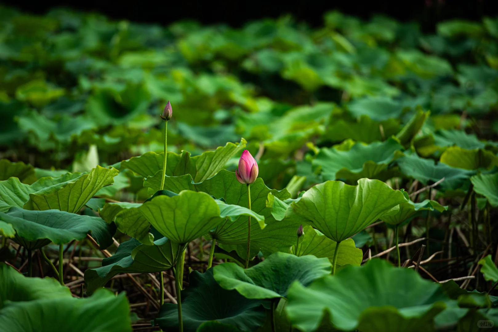 学学老法师拍荷花