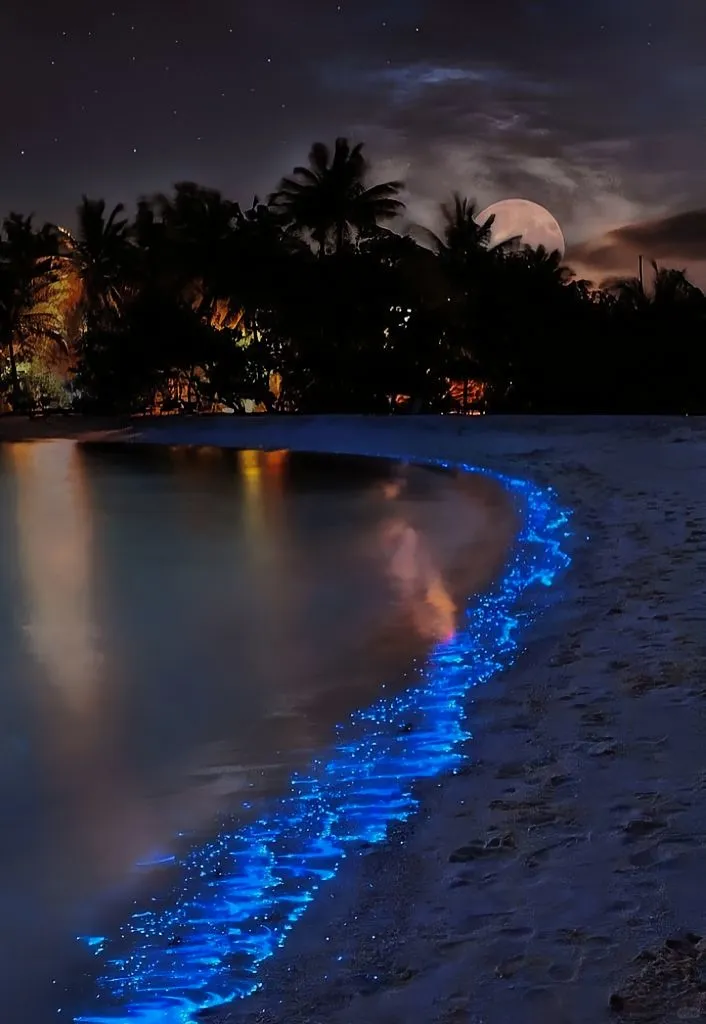 2025年蓝眼泪最全攻略：追寻“海上极光”