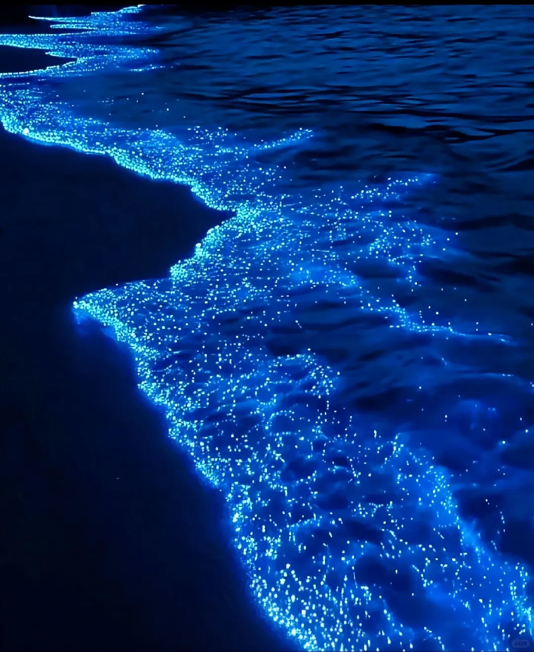 2025年蓝眼泪最全攻略：追寻“海上极光”