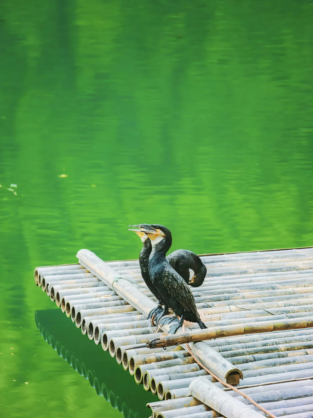 奔县第18站|森林小火车太出片了🚂