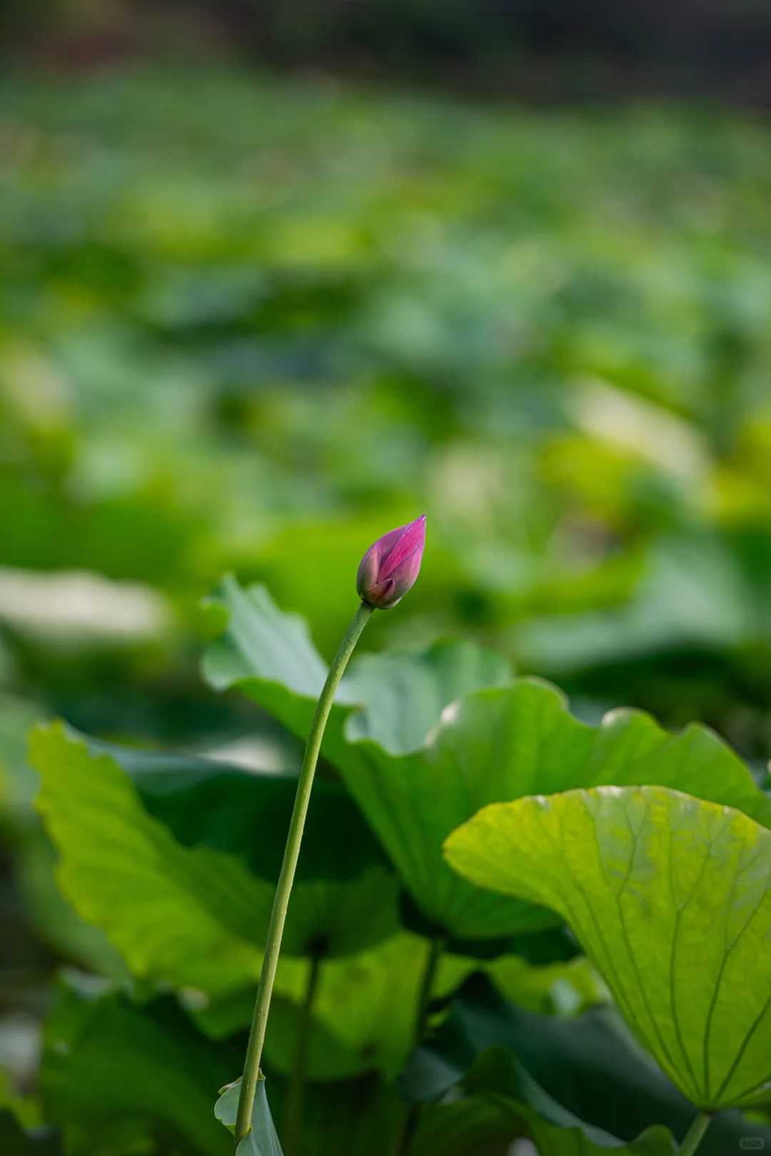 学学老法师拍荷花