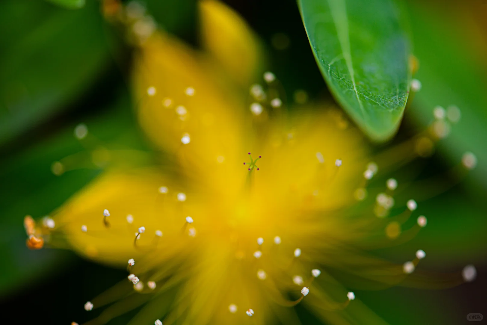 学学老法师拍荷花