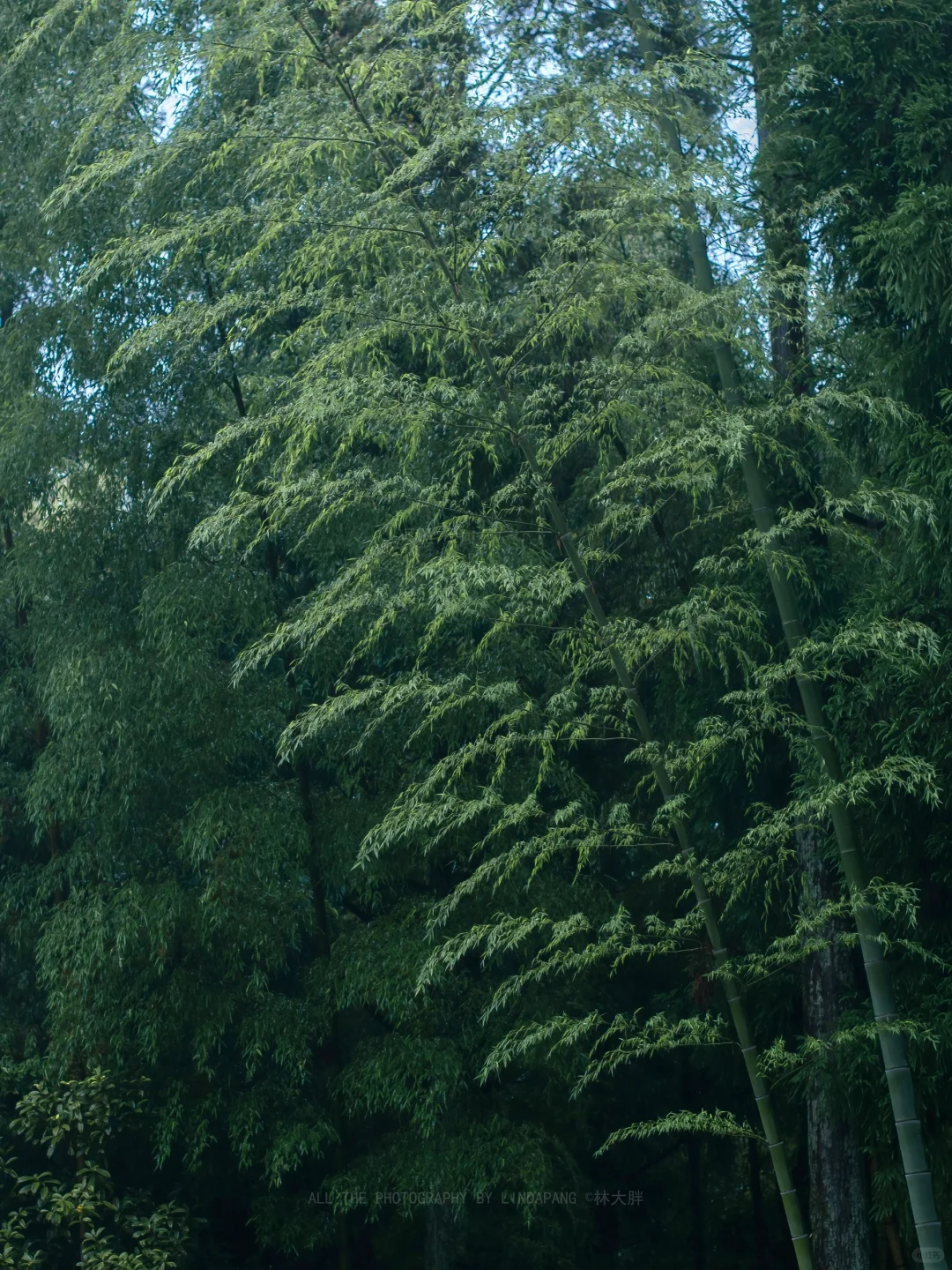 推荐一个99.9%的人都不知道的山野徒步秘境