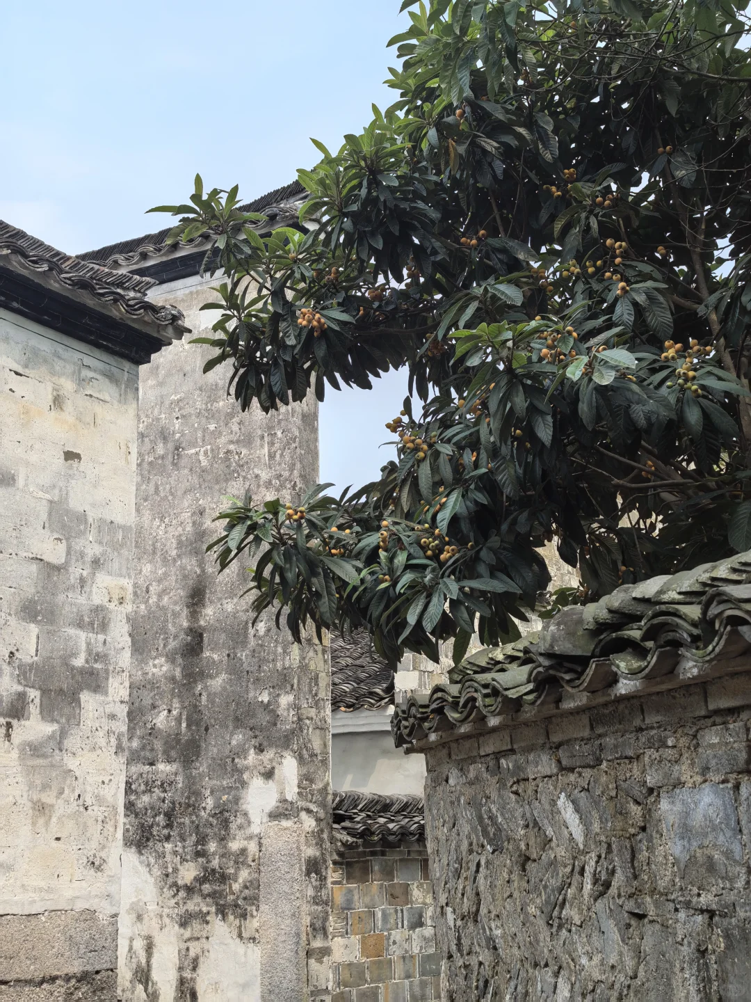 待在景区的日子｜查济的果子们