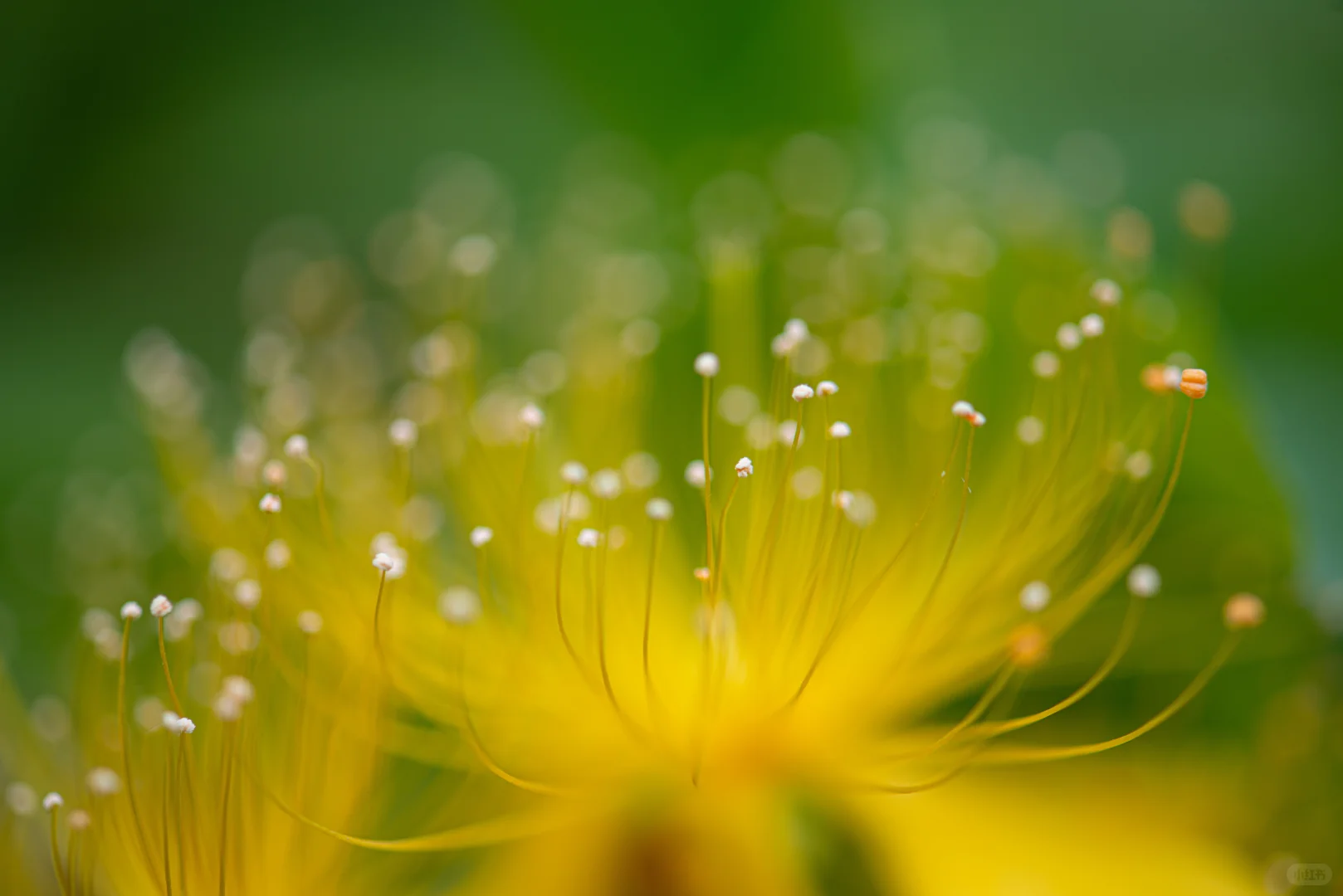 学学老法师拍荷花