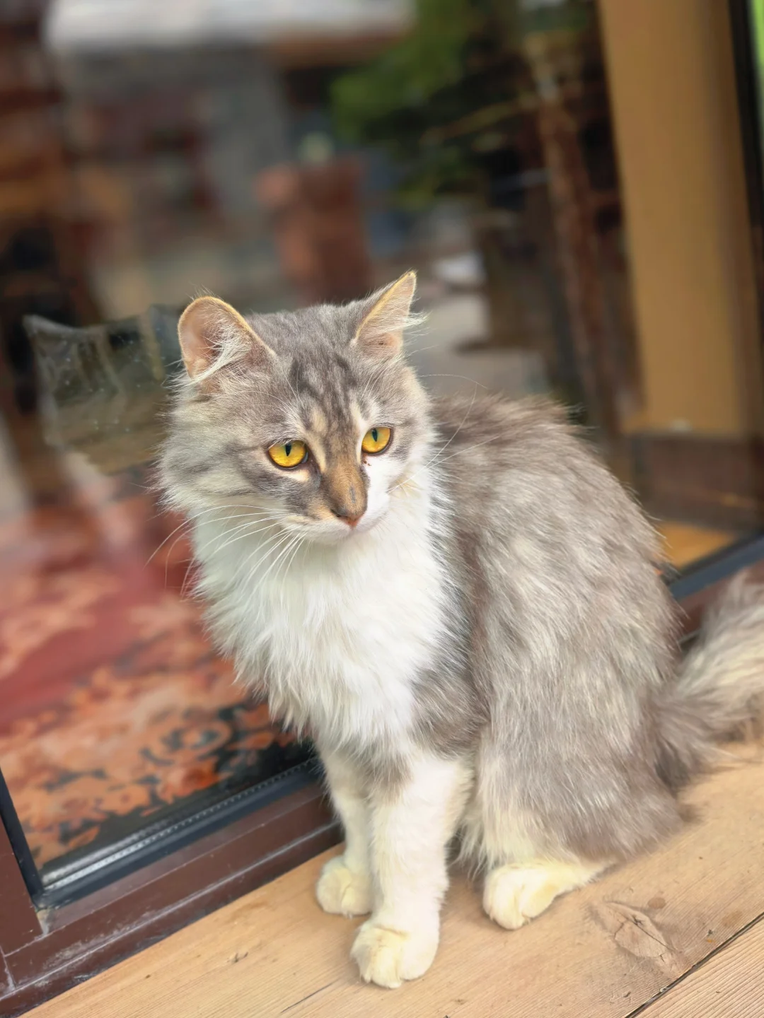 房山惊现猫狗双全的治愈咖啡屋🐈🐩速冲