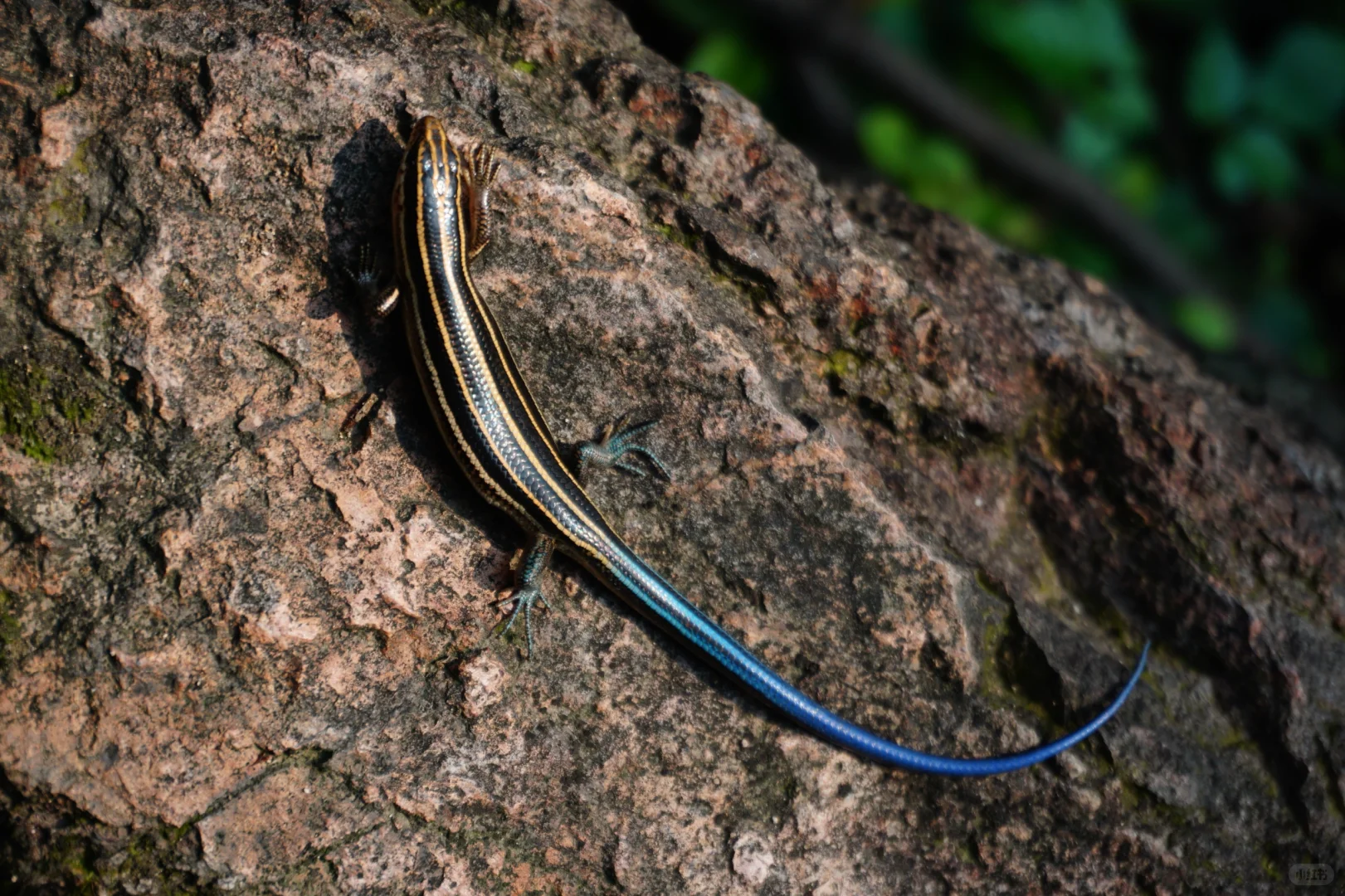 抚州也有“户外森林”了