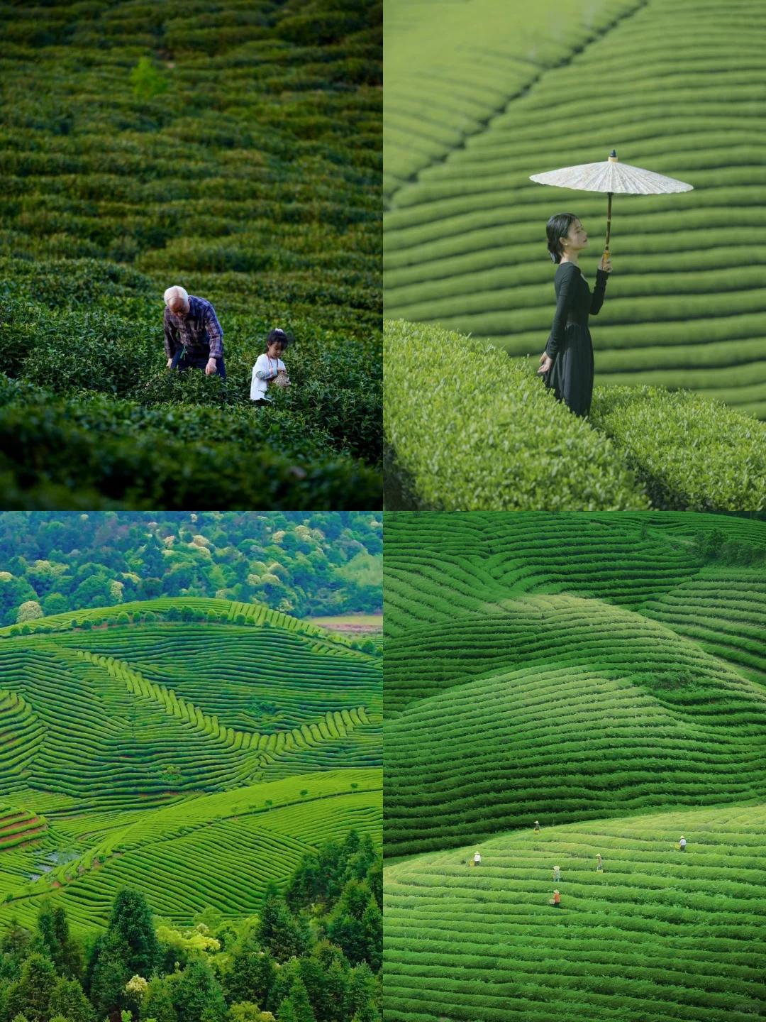 4-5月❗️婺源这些0元小众茶园🍃太出片