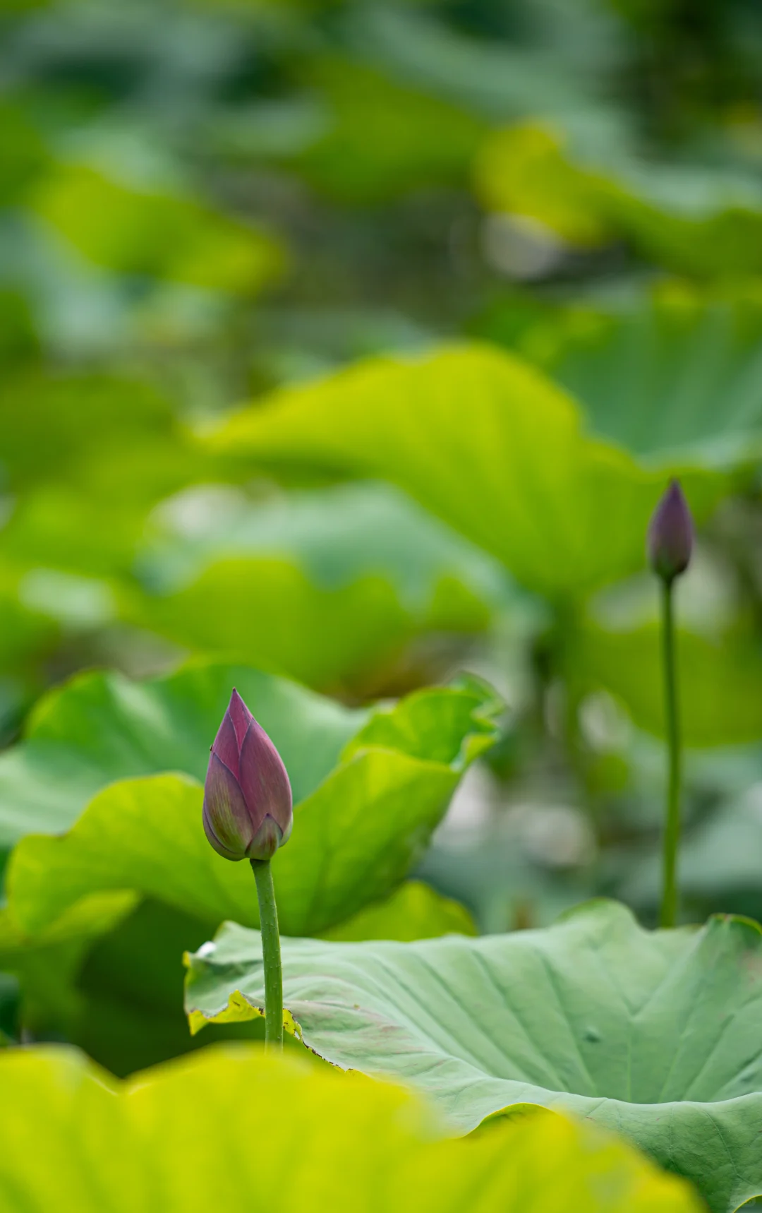 学学老法师拍荷花