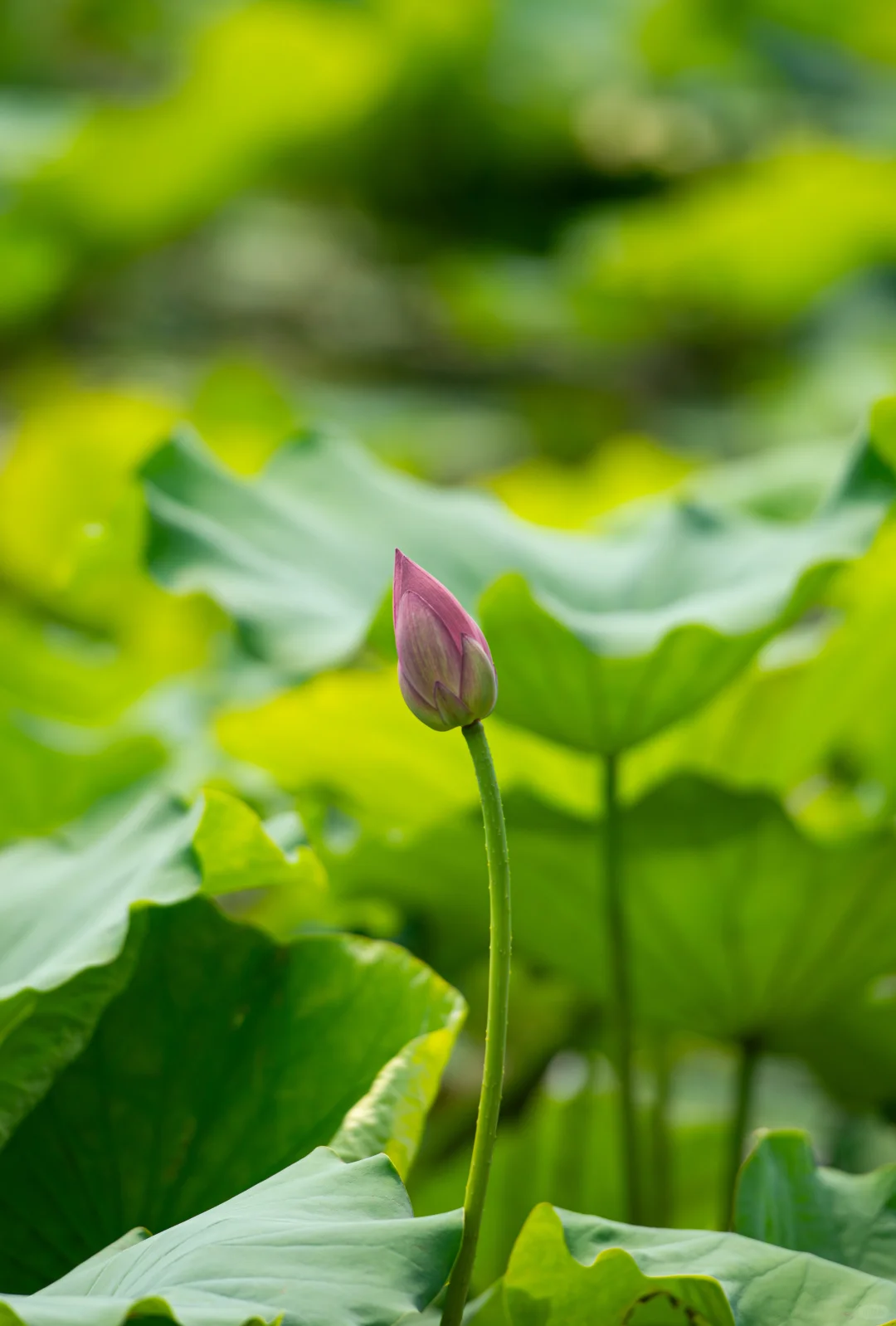 学学老法师拍荷花