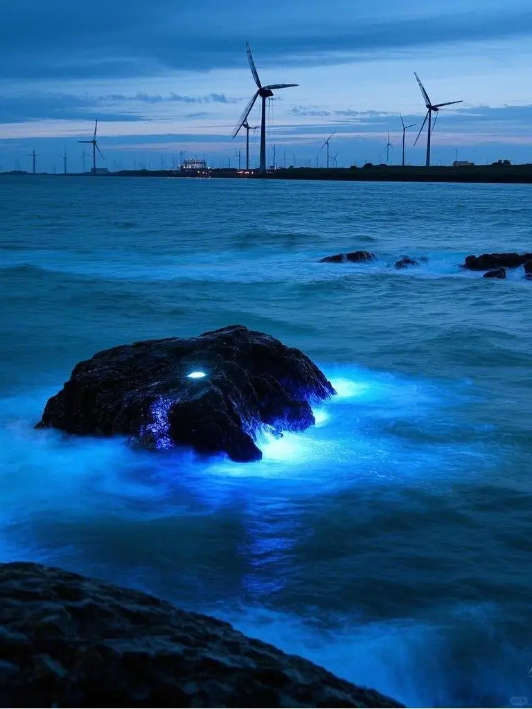 2025年蓝眼泪最全攻略：追寻“海上极光”