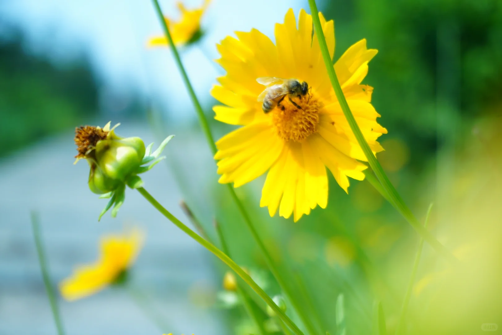 抚州也有“户外森林”了