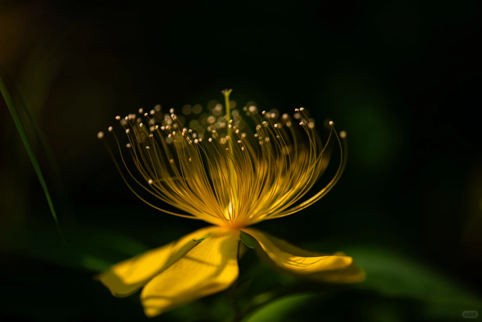 学学老法师拍荷花
