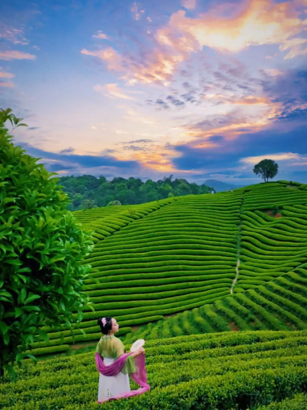 4-5月❗️婺源这些0元小众茶园🍃太出片