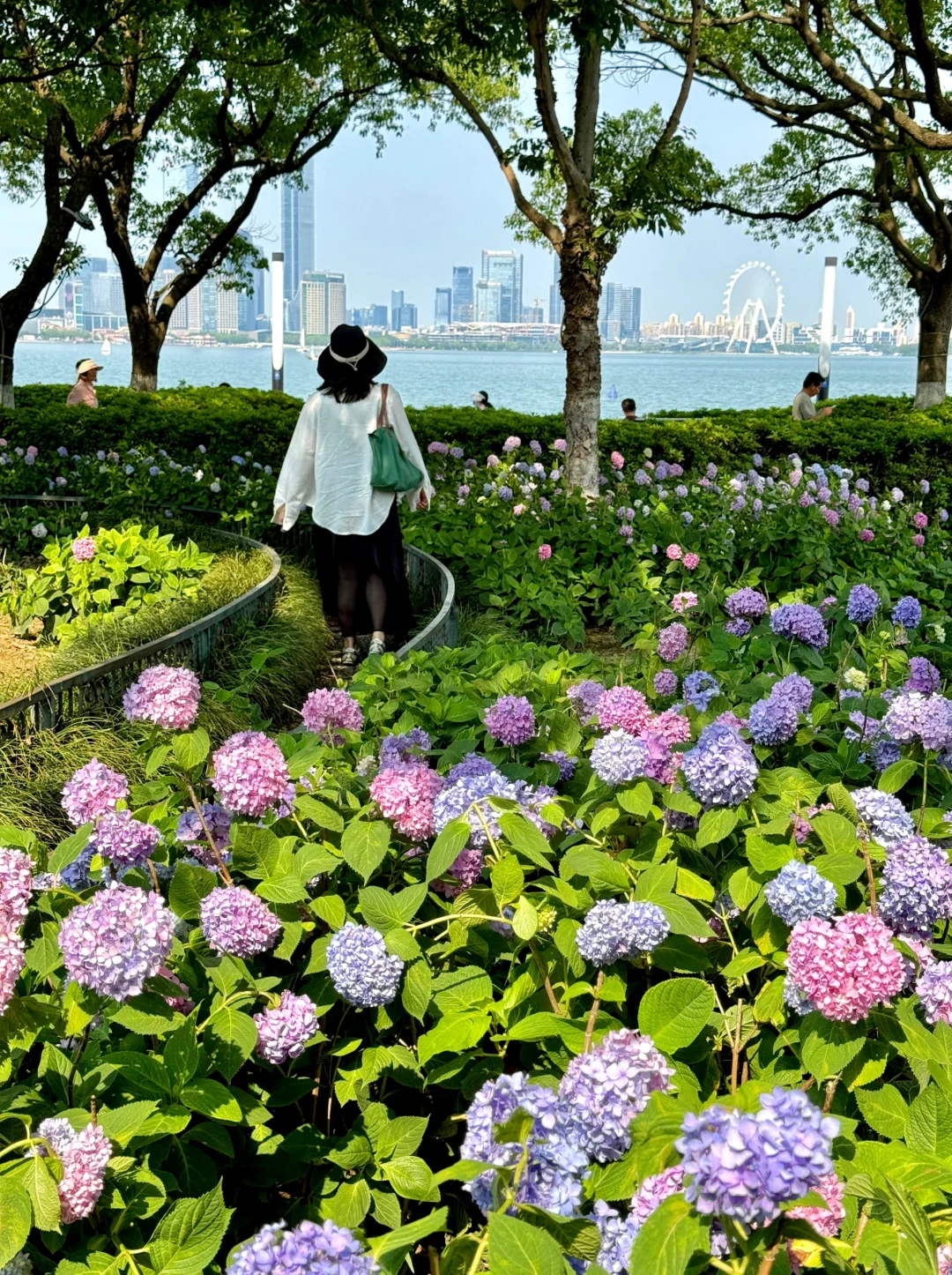 苏州｜金鸡湖绣球，掉进了调色盘般的初夏🌸