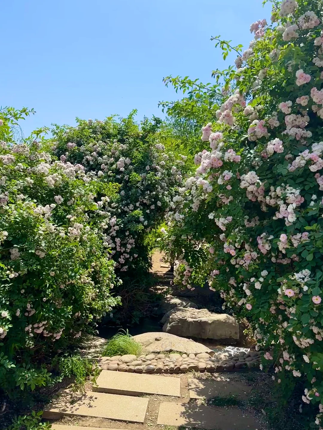 邯郸紫山公园里的蔷薇花墙～（附详细路线）