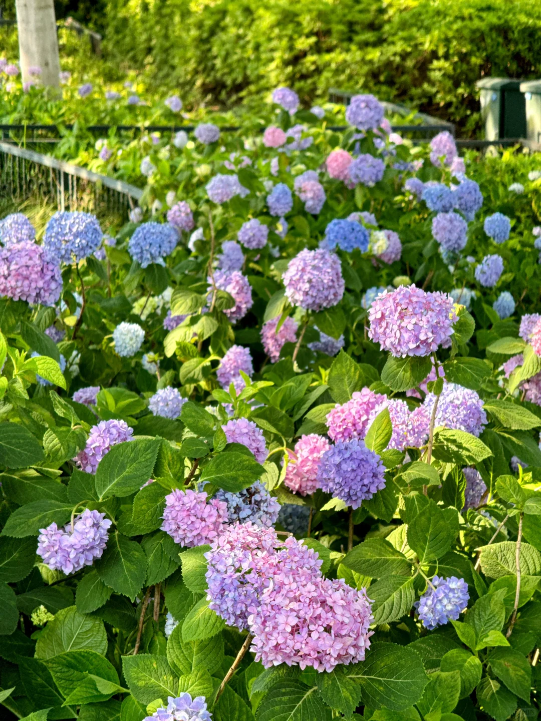 苏州｜金鸡湖绣球，掉进了调色盘般的初夏🌸