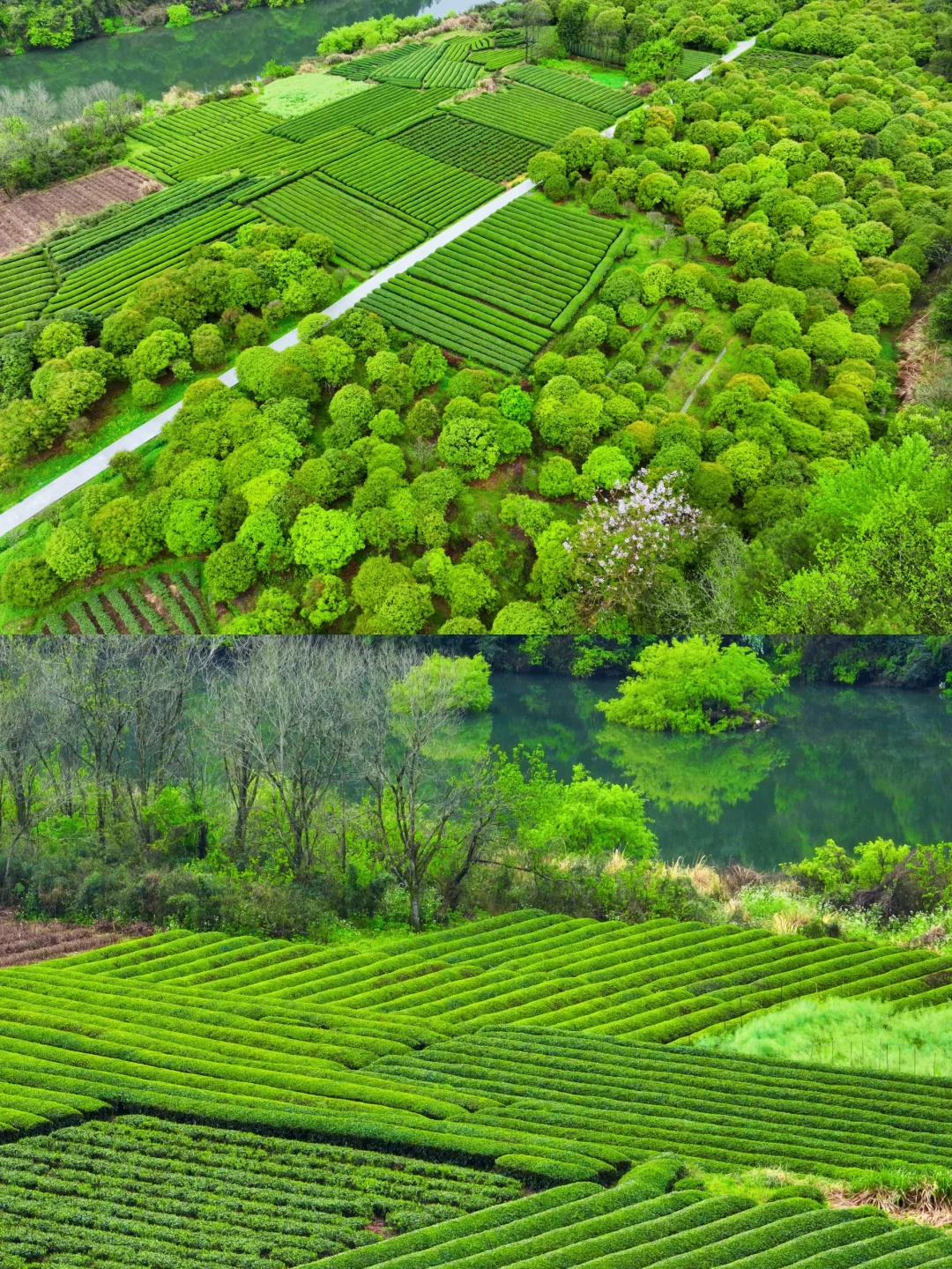 4-5月❗️婺源这些0元小众茶园🍃太出片