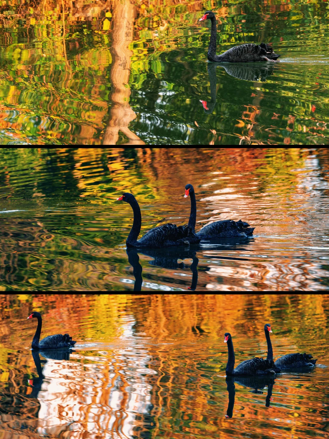 迄今为止，安徽我最喜欢的避世小镇出现了‼️