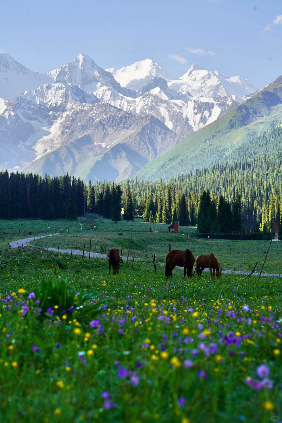 6月的夏塔是拍人生照片的最佳季节