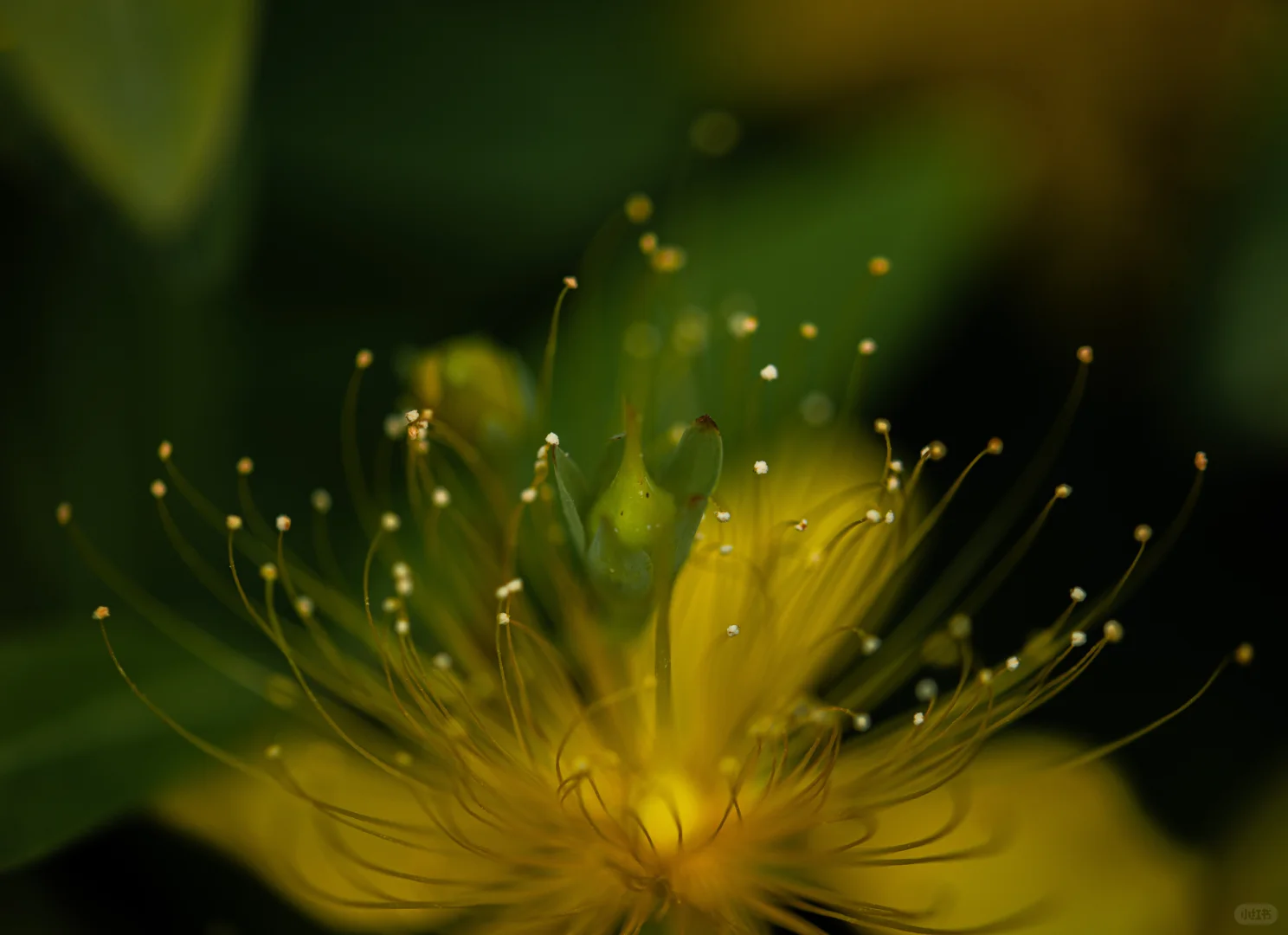 学学老法师拍荷花