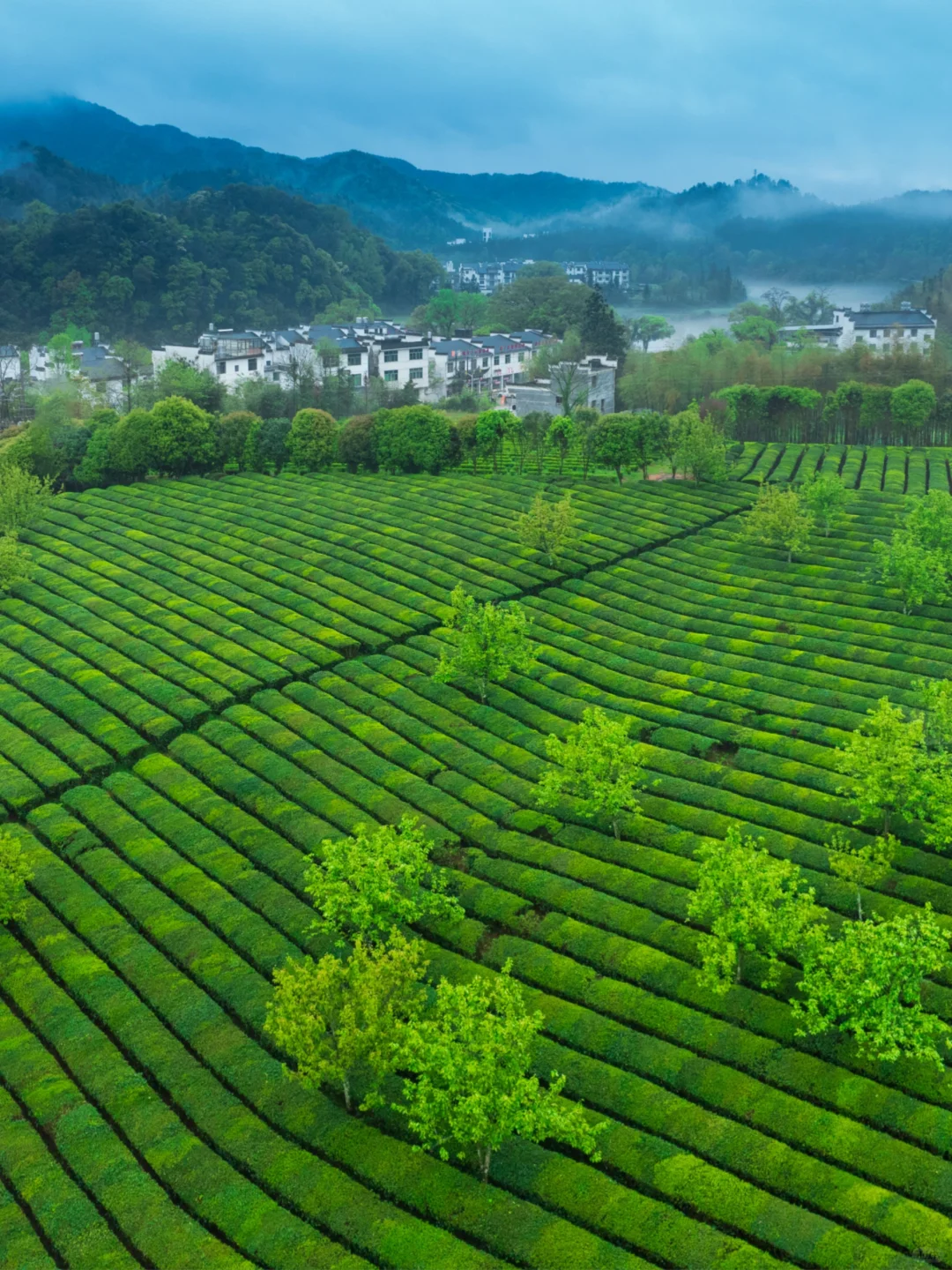 4-5月❗️婺源这些0元小众茶园🍃太出片