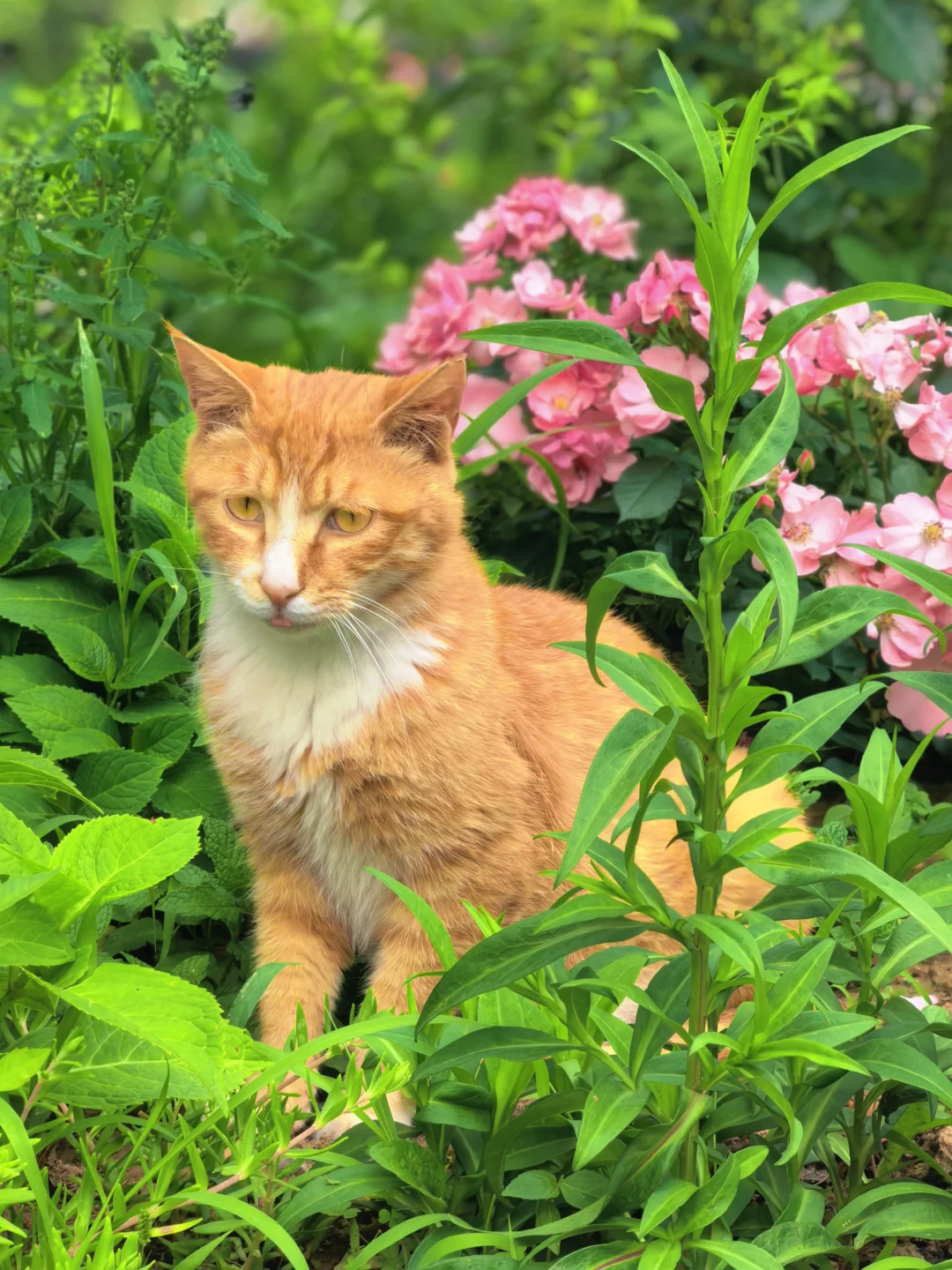 房山惊现猫狗双全的治愈咖啡屋🐈🐩速冲