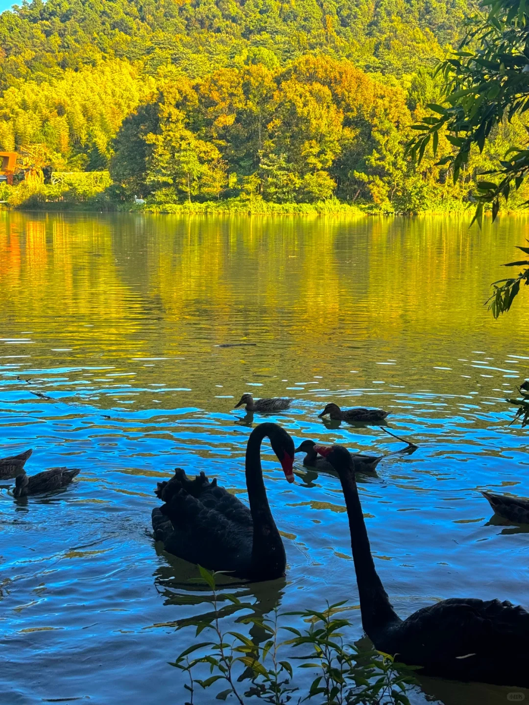 苏州开车2h,来到了魔法世界🦍🐳🦆🦌