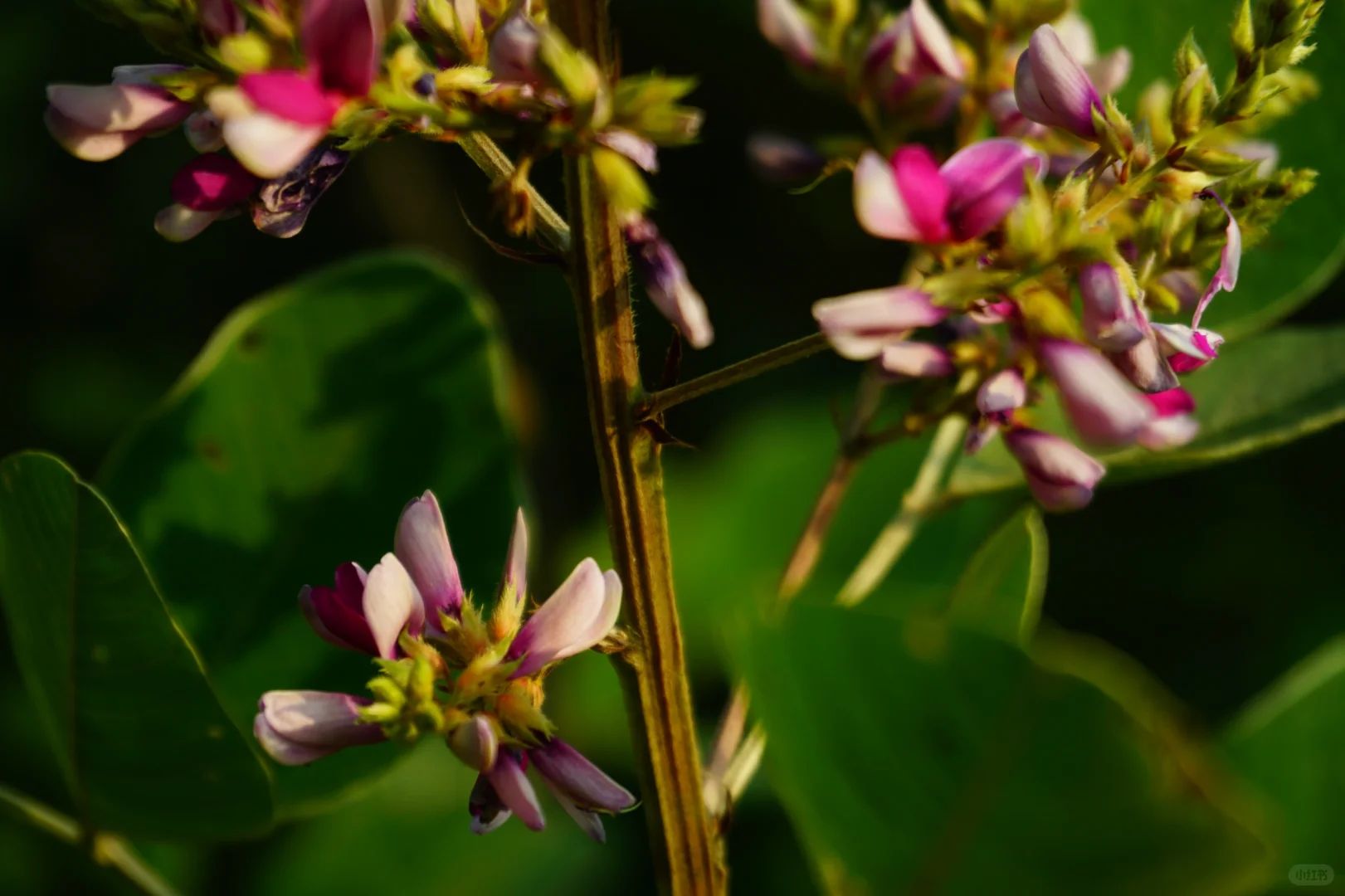 抚州也有“户外森林”了
