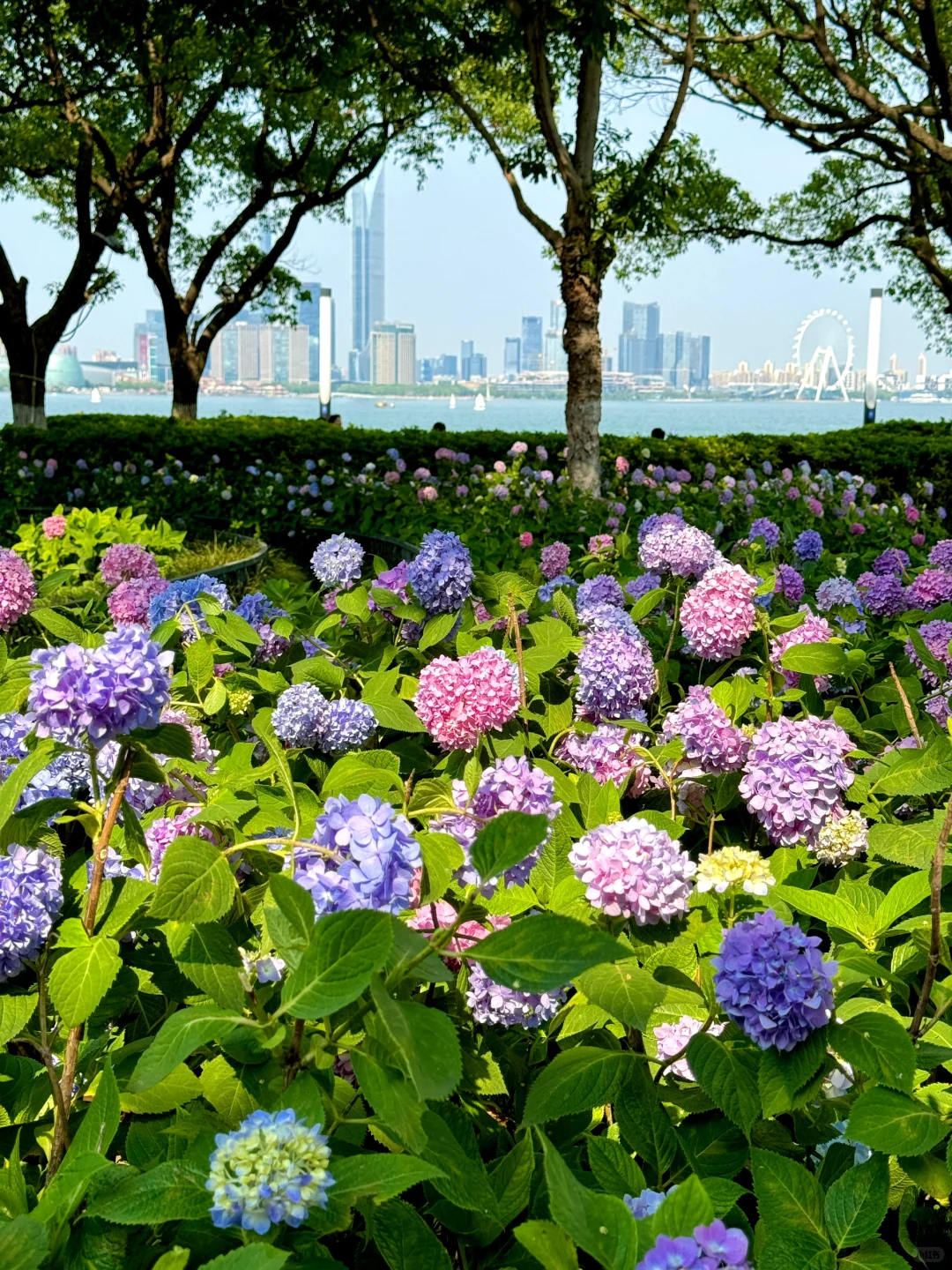 苏州｜金鸡湖绣球，掉进了调色盘般的初夏🌸