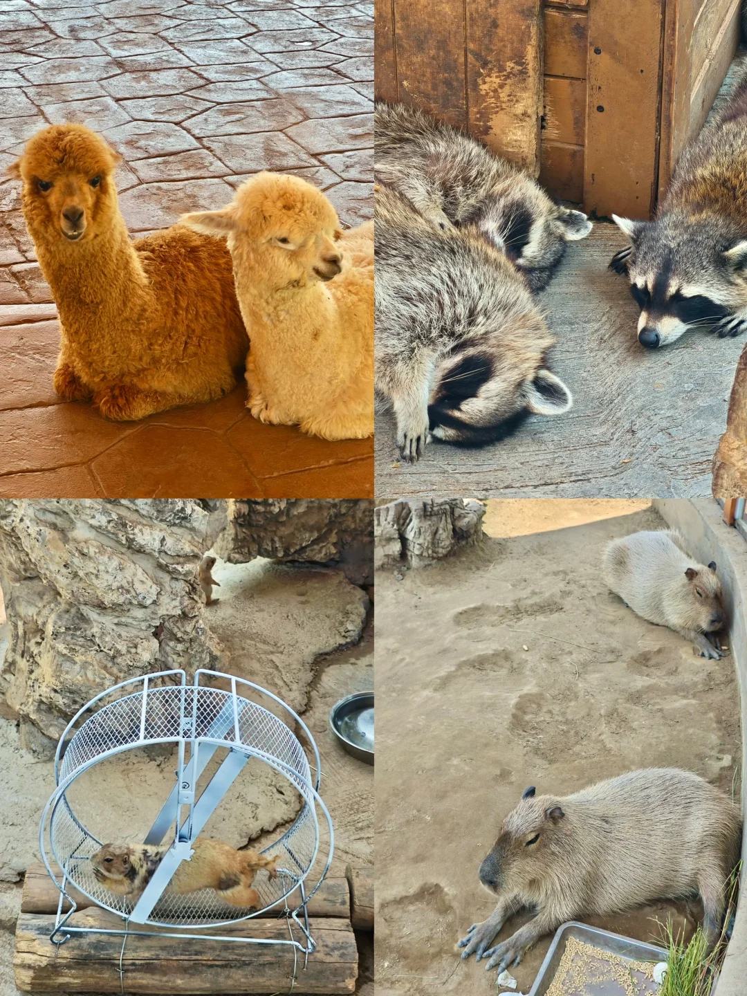 李庄古镇真实体验！看完再决定值不值得去！