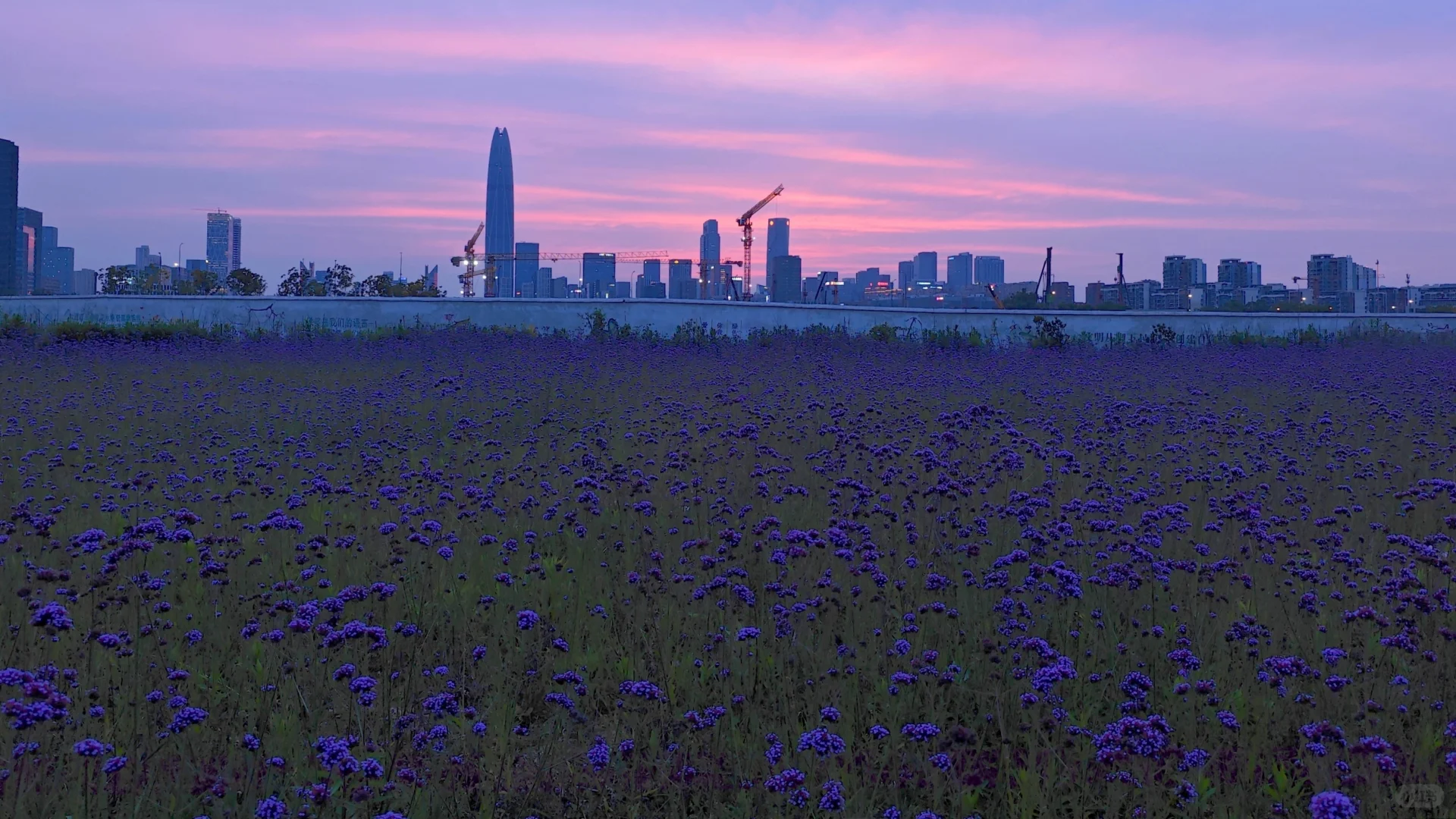 紫色的花海世界谁懂