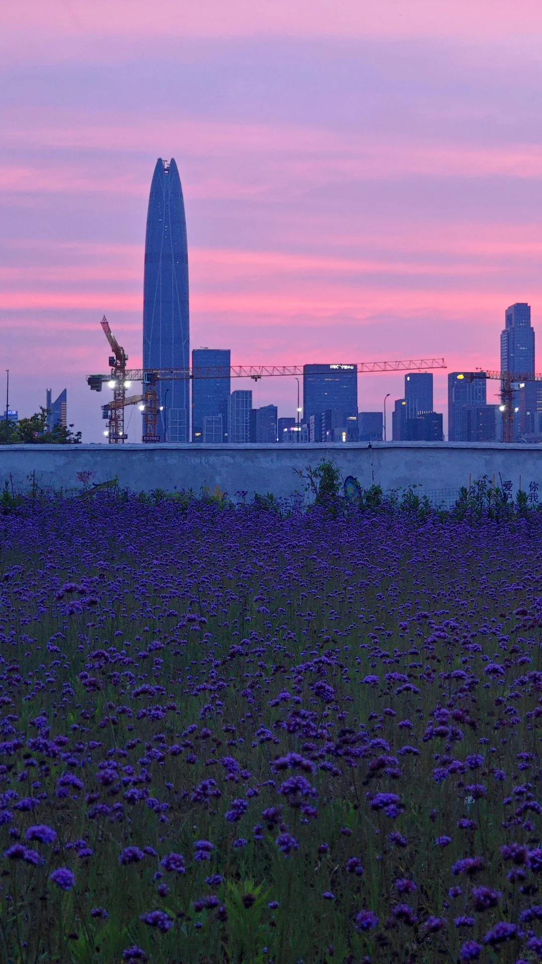 紫色的花海世界谁懂