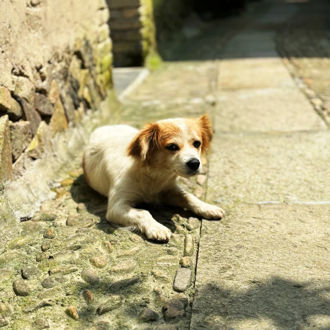 发现了！藏在山里的小众景点！🍃