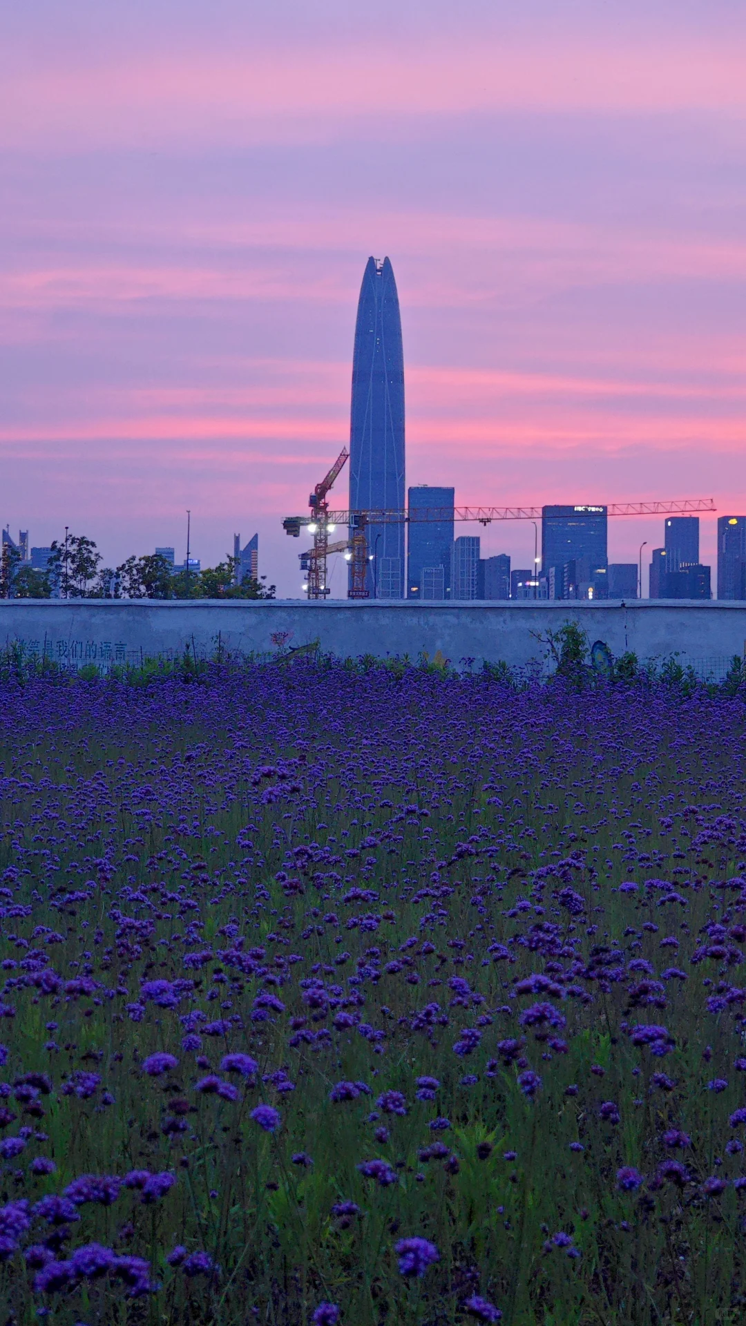 紫色的花海世界谁懂