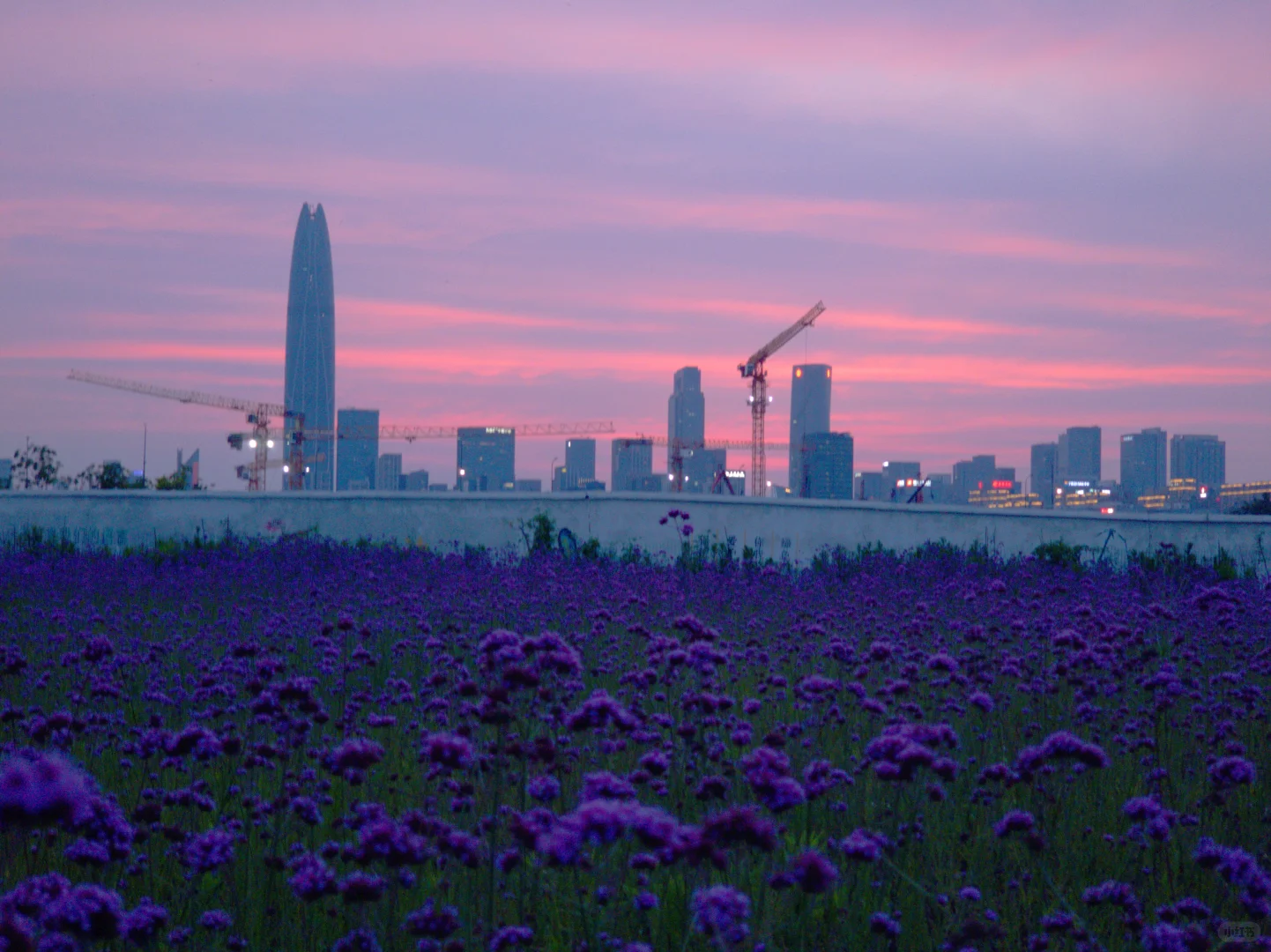 紫色的花海世界谁懂