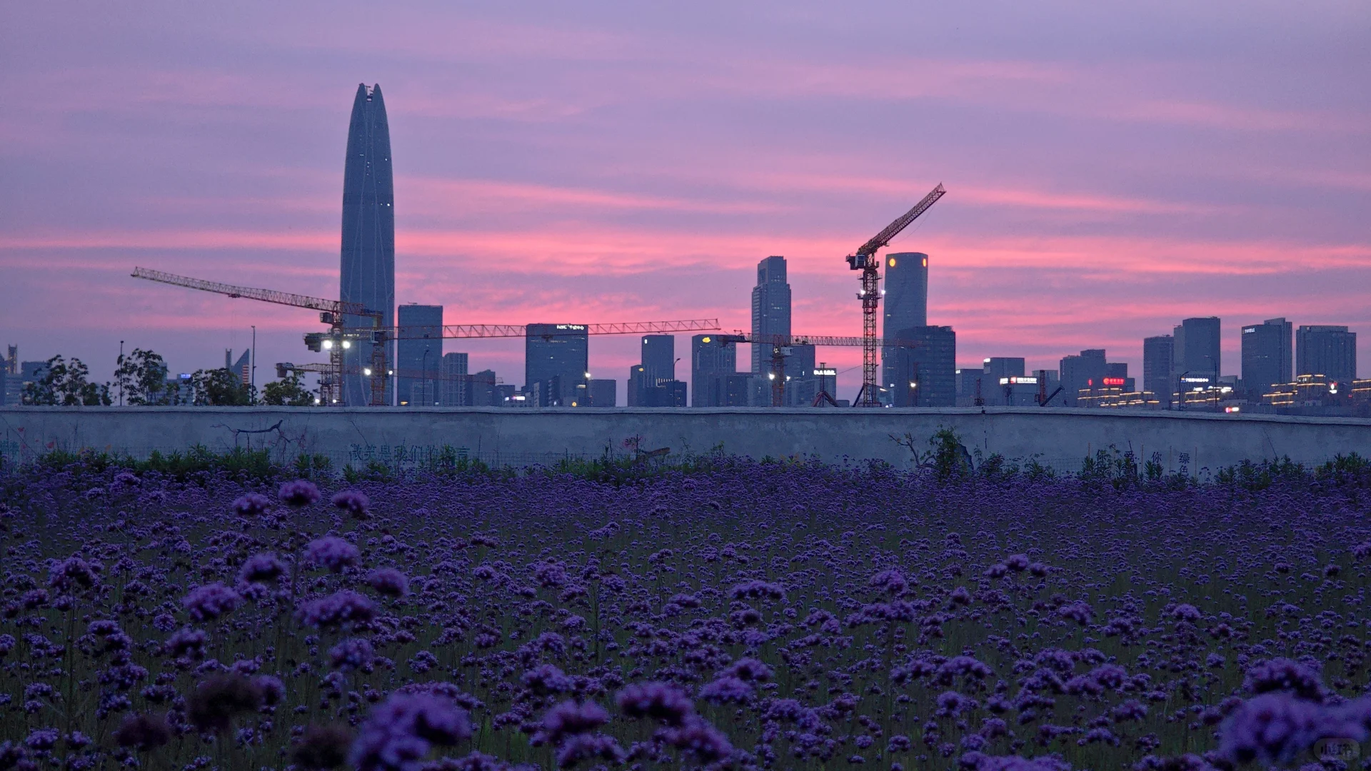 紫色的花海世界谁懂